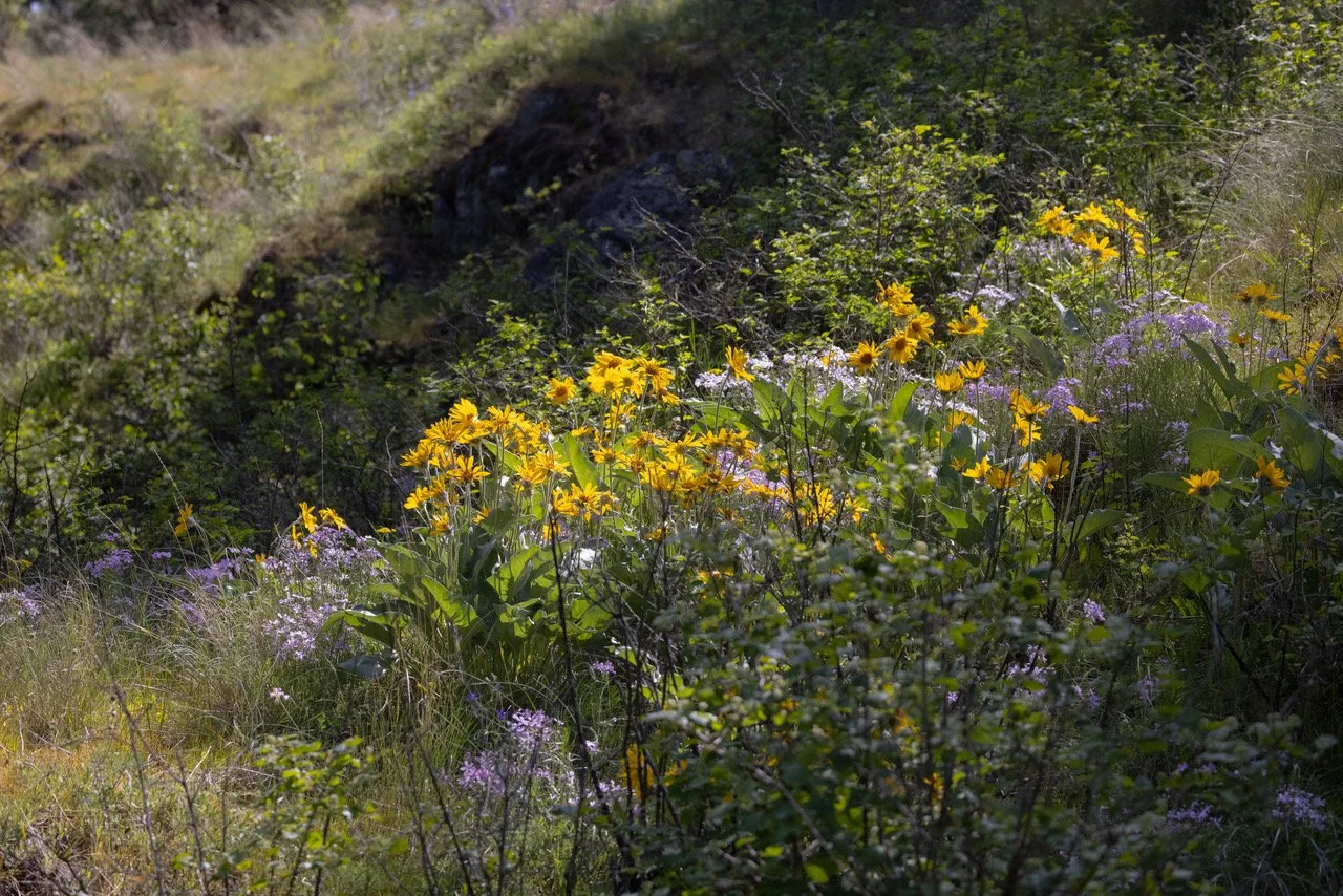 Lincoln wildflowers 1   5-4-25.jpeg