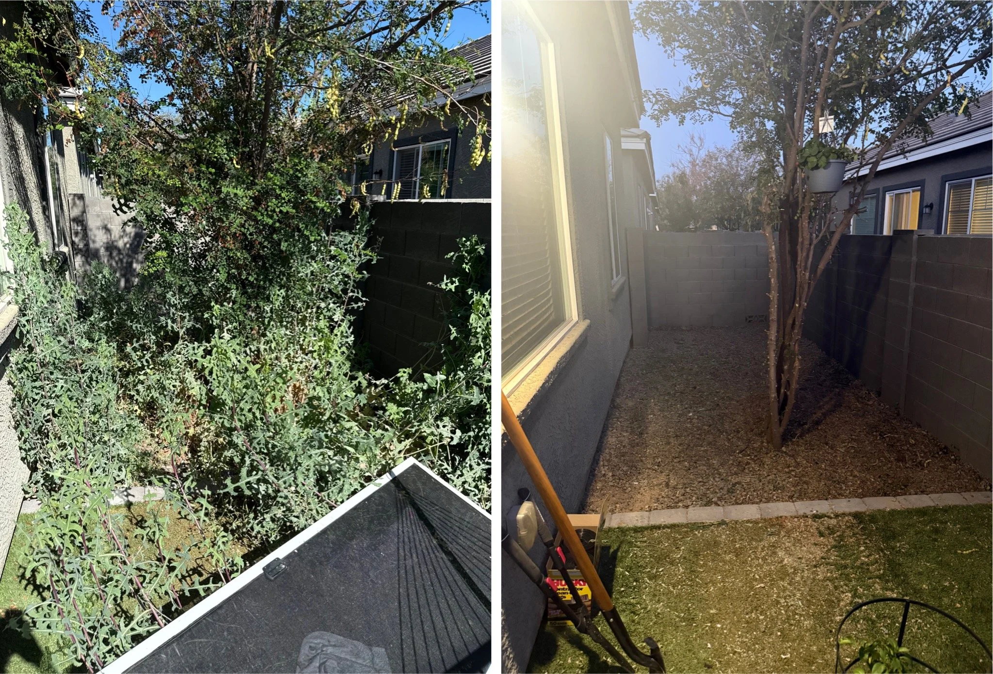 Side-by-side comparison of a backyard area with dense overgrown vegetation on the left and the same area cleared of plants on the right, revealing a tree and clean ground.