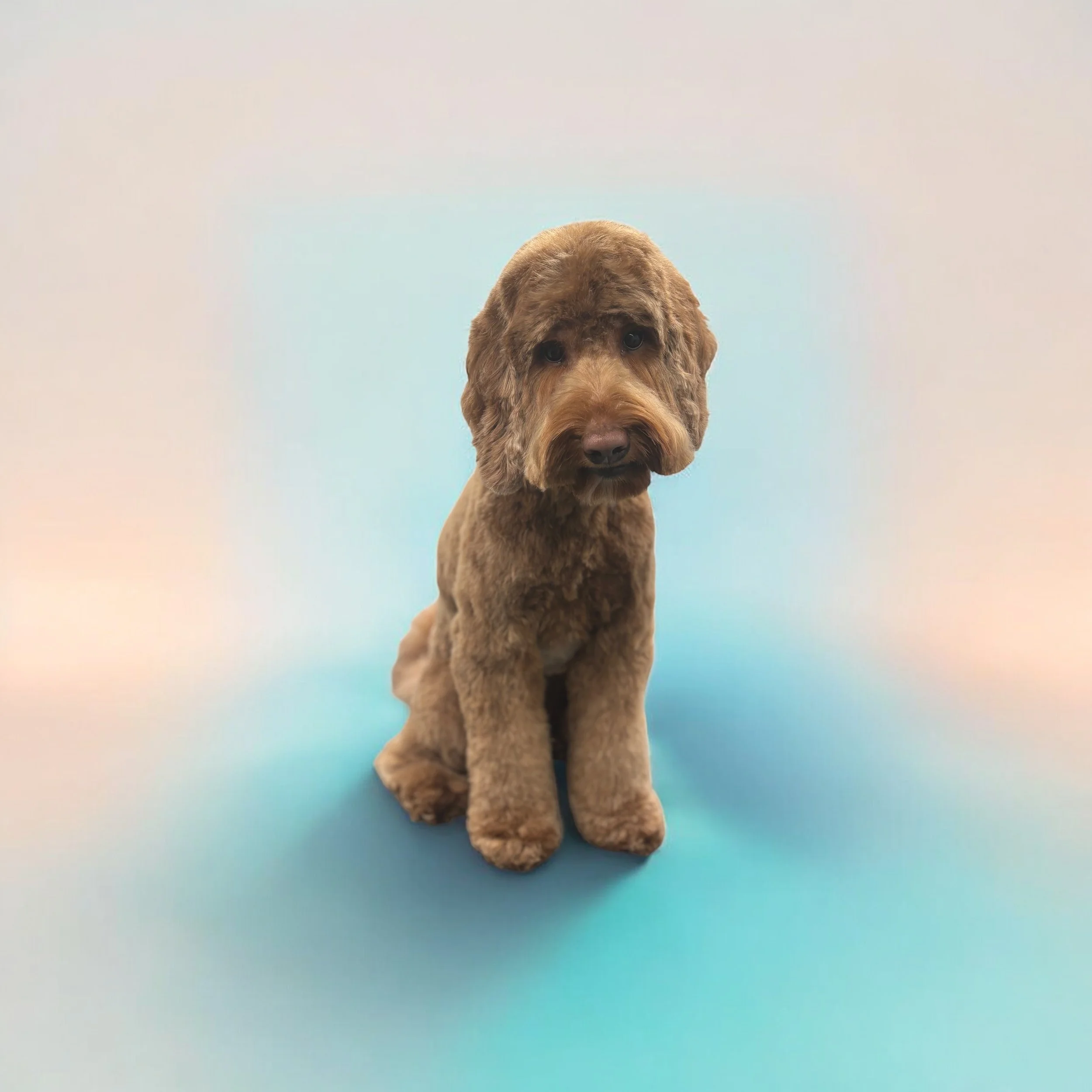 A brown, fluffy puppy with a wavy coat sitting on a gradient background that transitions from cream to blue.