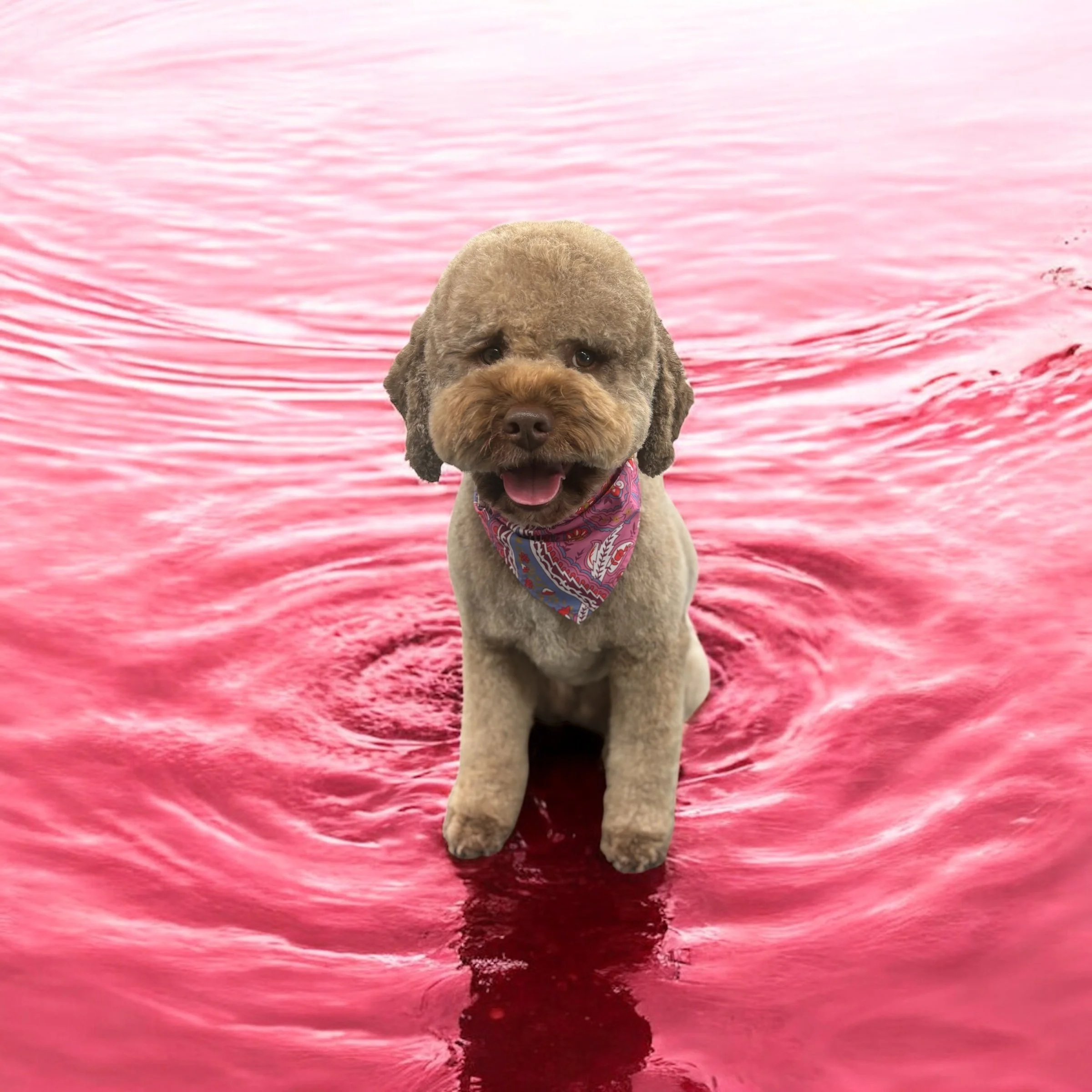 A dog with curly fur wearing a colorful bandana, sitting in pink water with ripples.