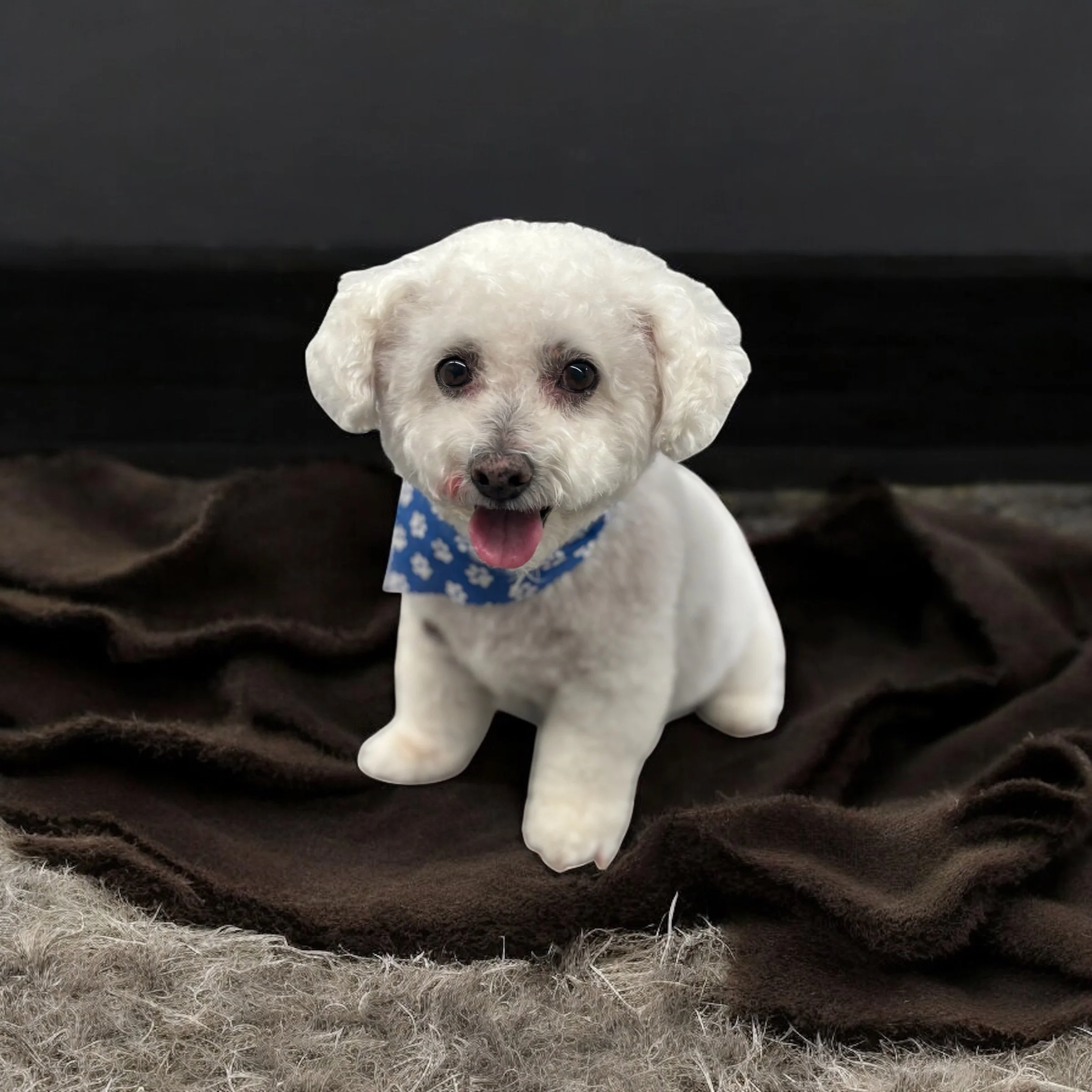 A cute white dog with curly fur, sitting on a blanket, wearing a blue bandana with white paw prints, and looking at the camera with its tongue slightly out.