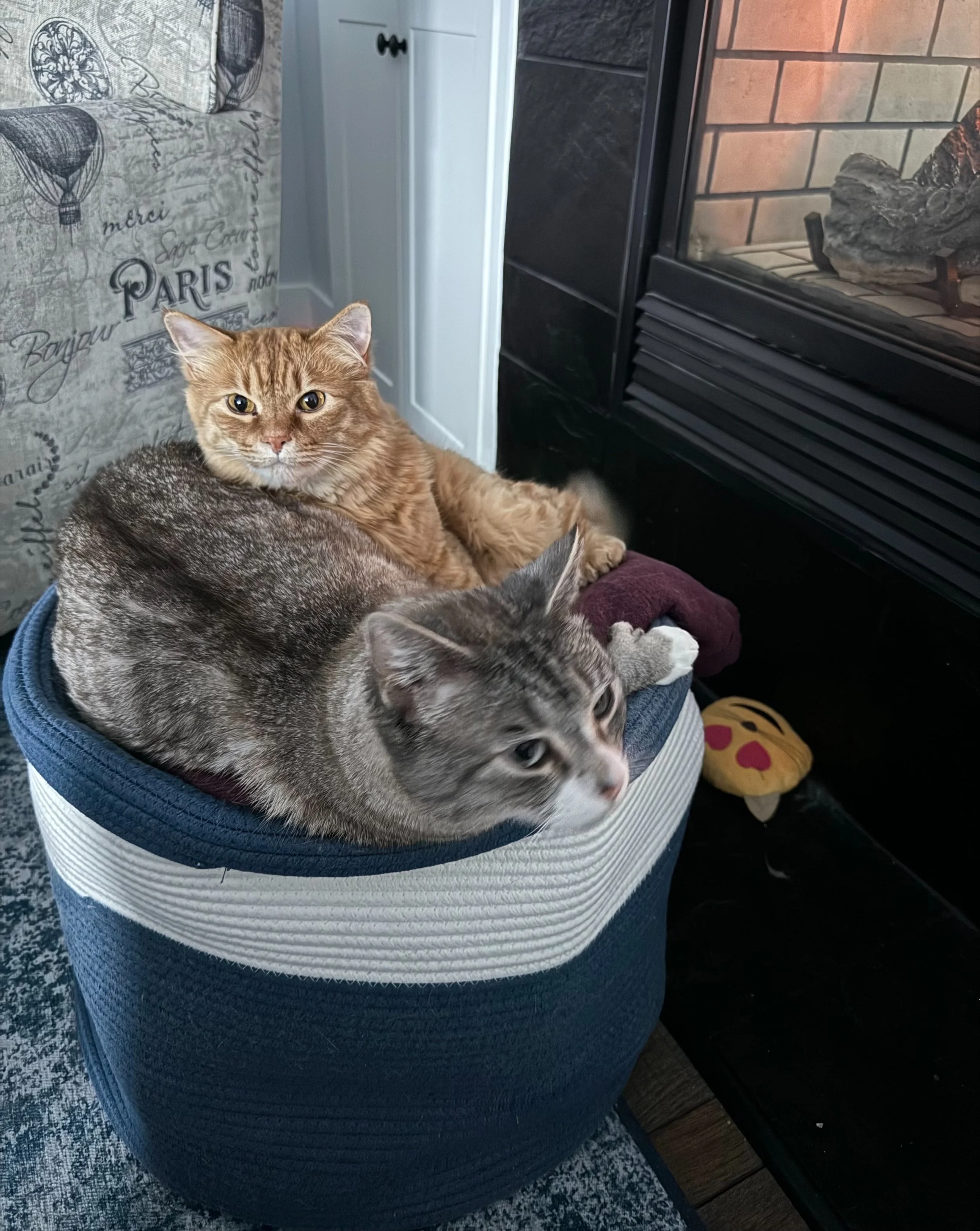 Bob and Solo, the cats of epic fantasy author J.R. McCullough, cuddled together in a basket.