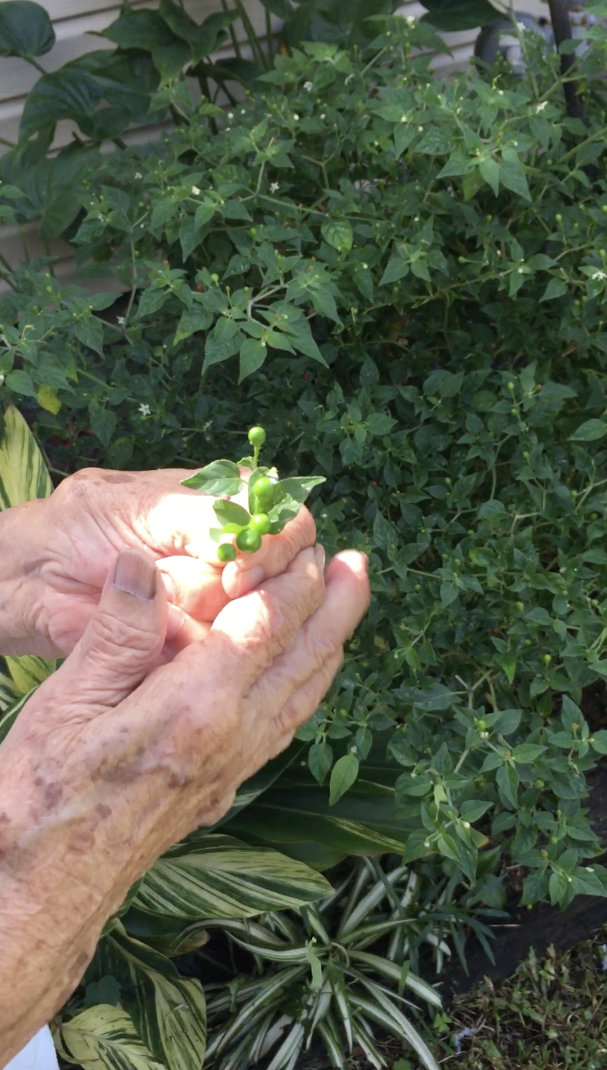 chili offering #2 Screenshot 2025-02-19 at 12.01.58 PM.png