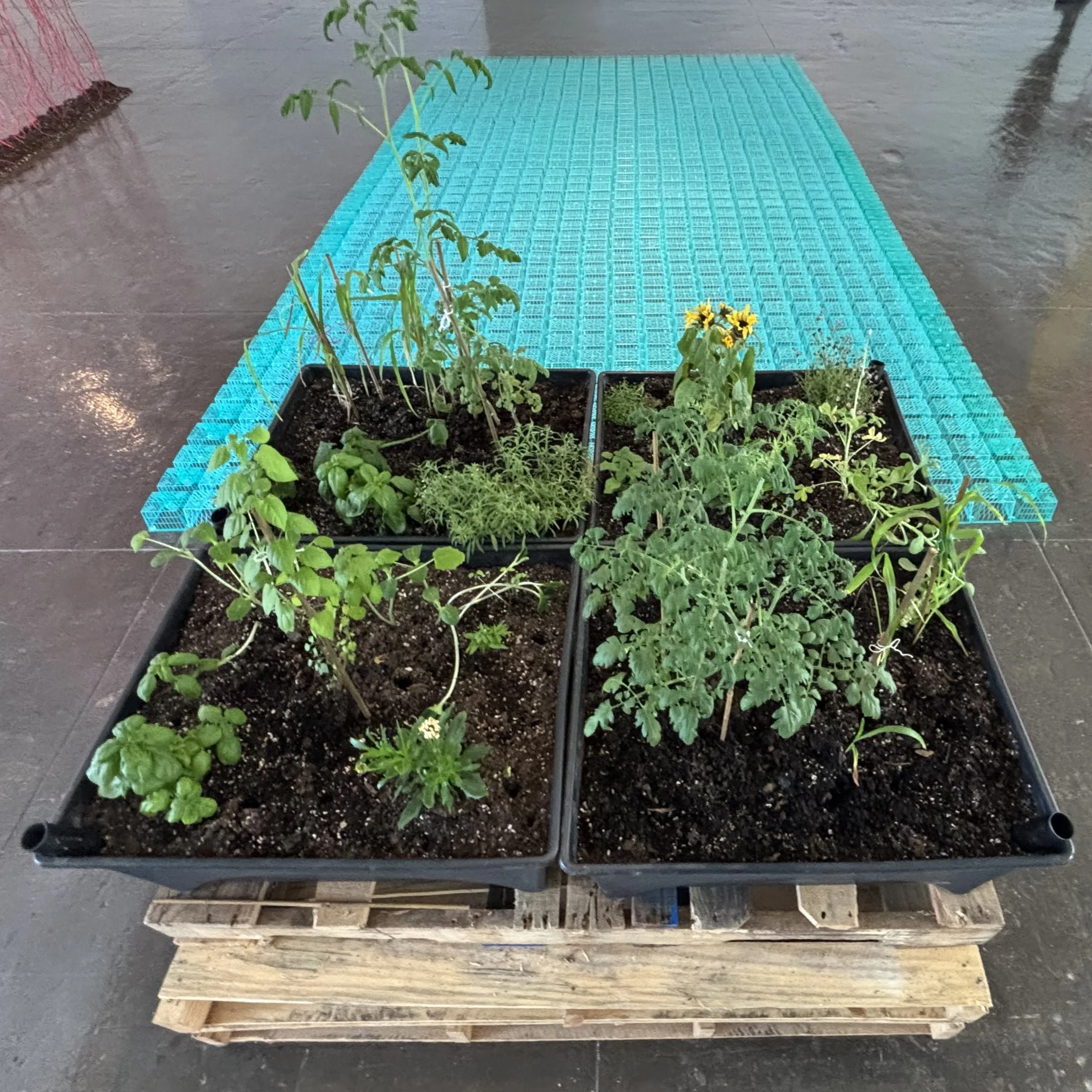 Meadows, plants, and pollinators