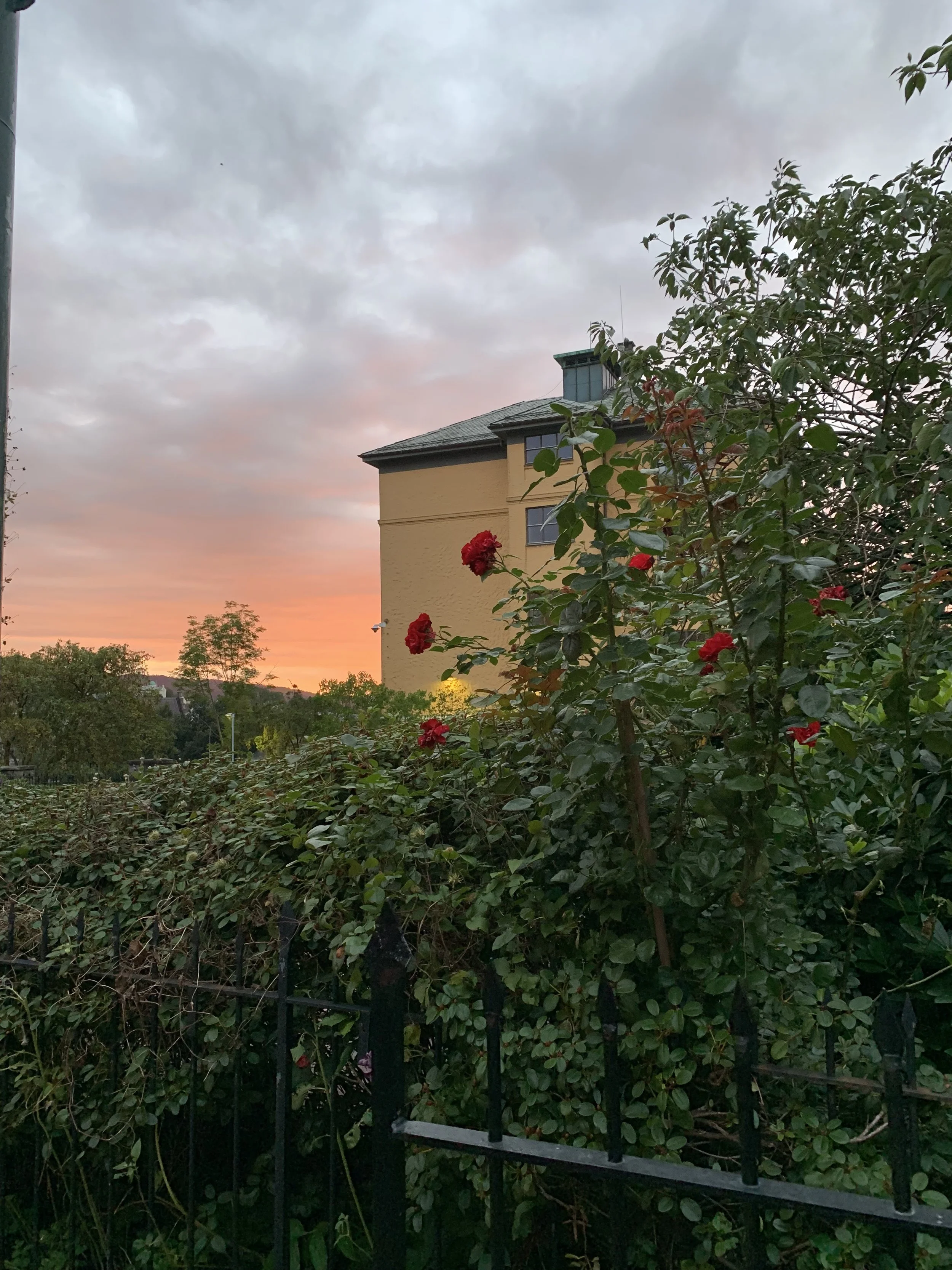 IMG_2267.jpeg