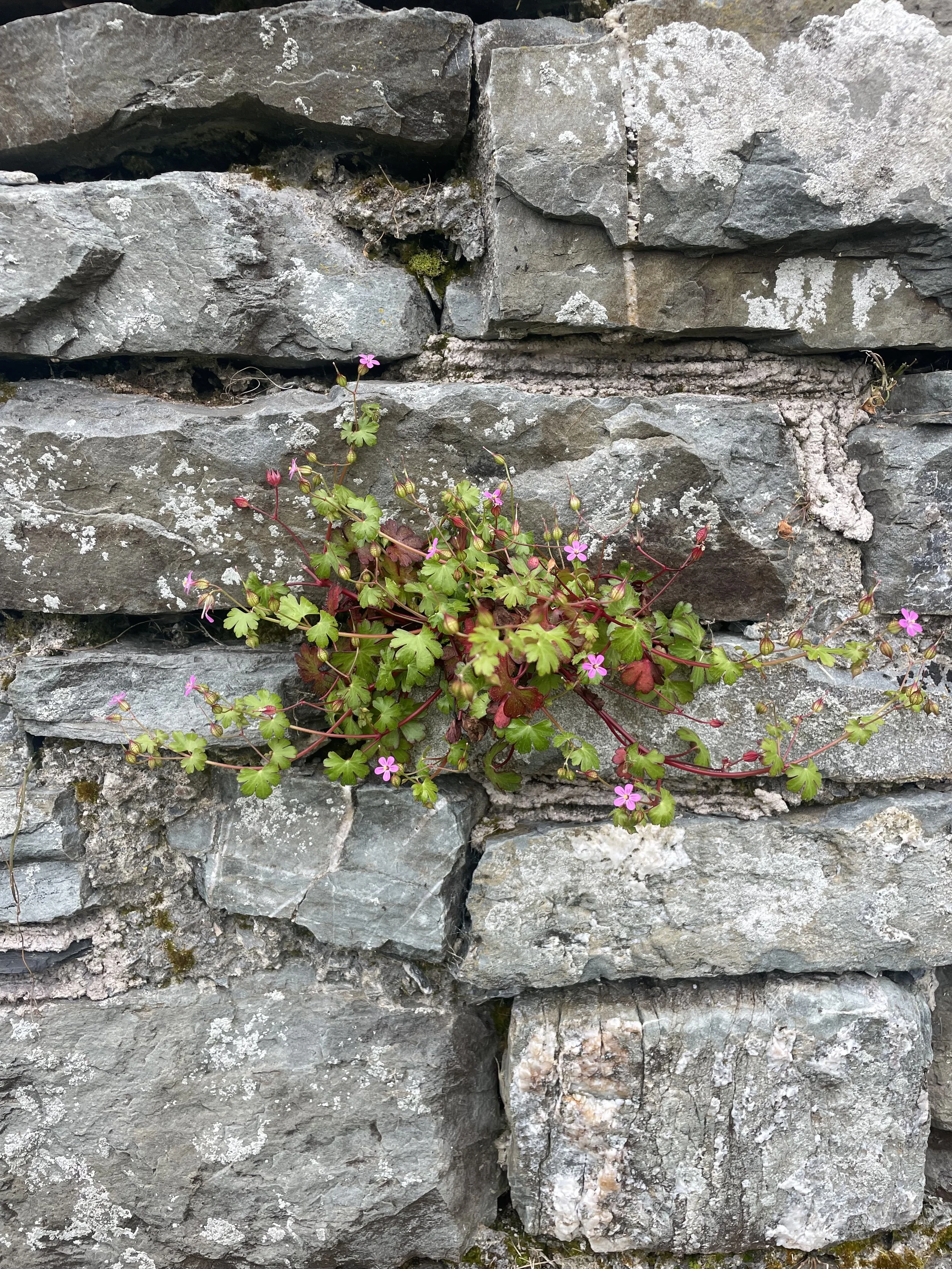 Kinsale-Geranium in rock!!