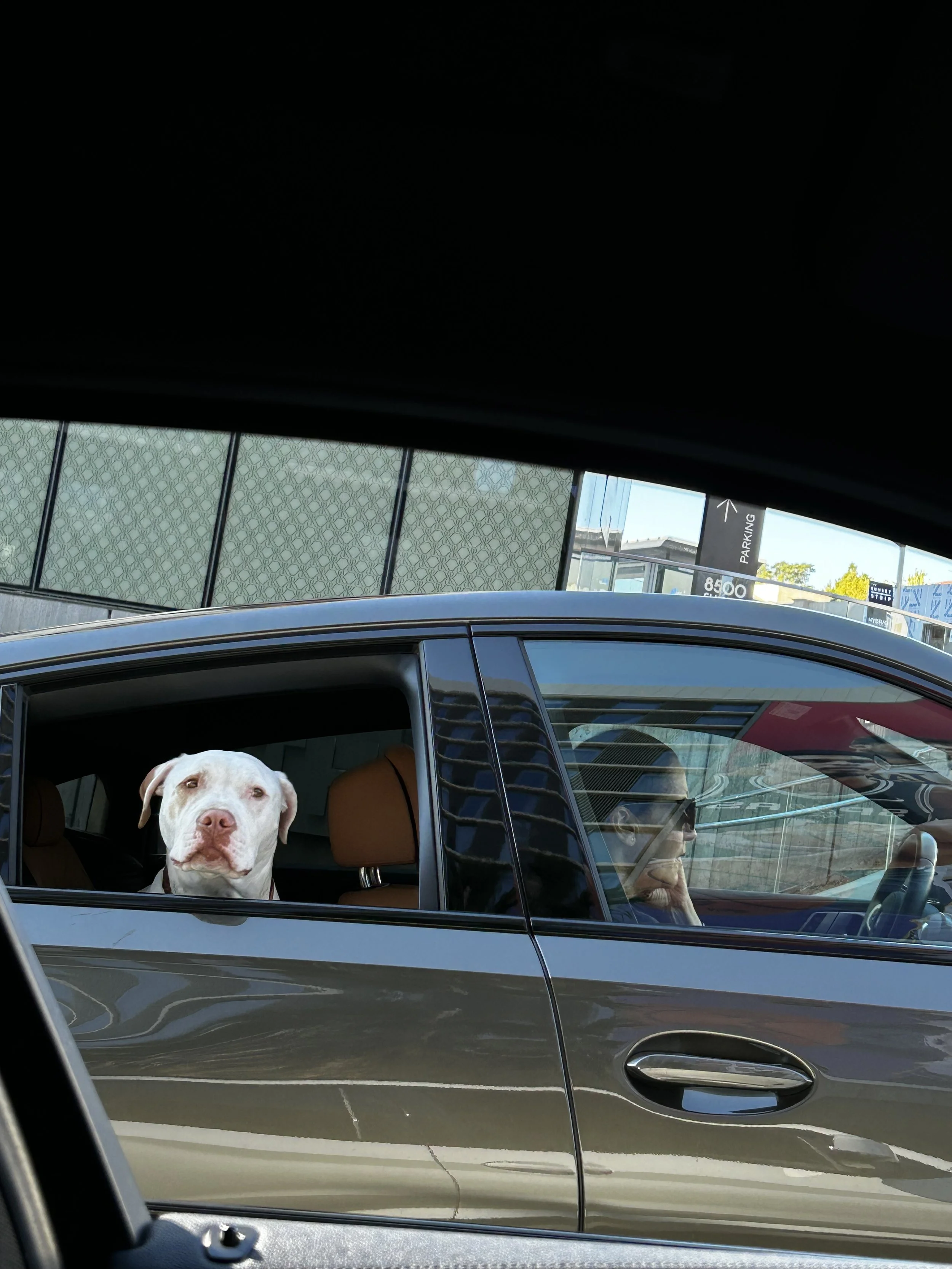 Dog staring out of a car window with calm curiosity while a woman drives beside her, captured in a candid Shy Rockstar street-style moment.