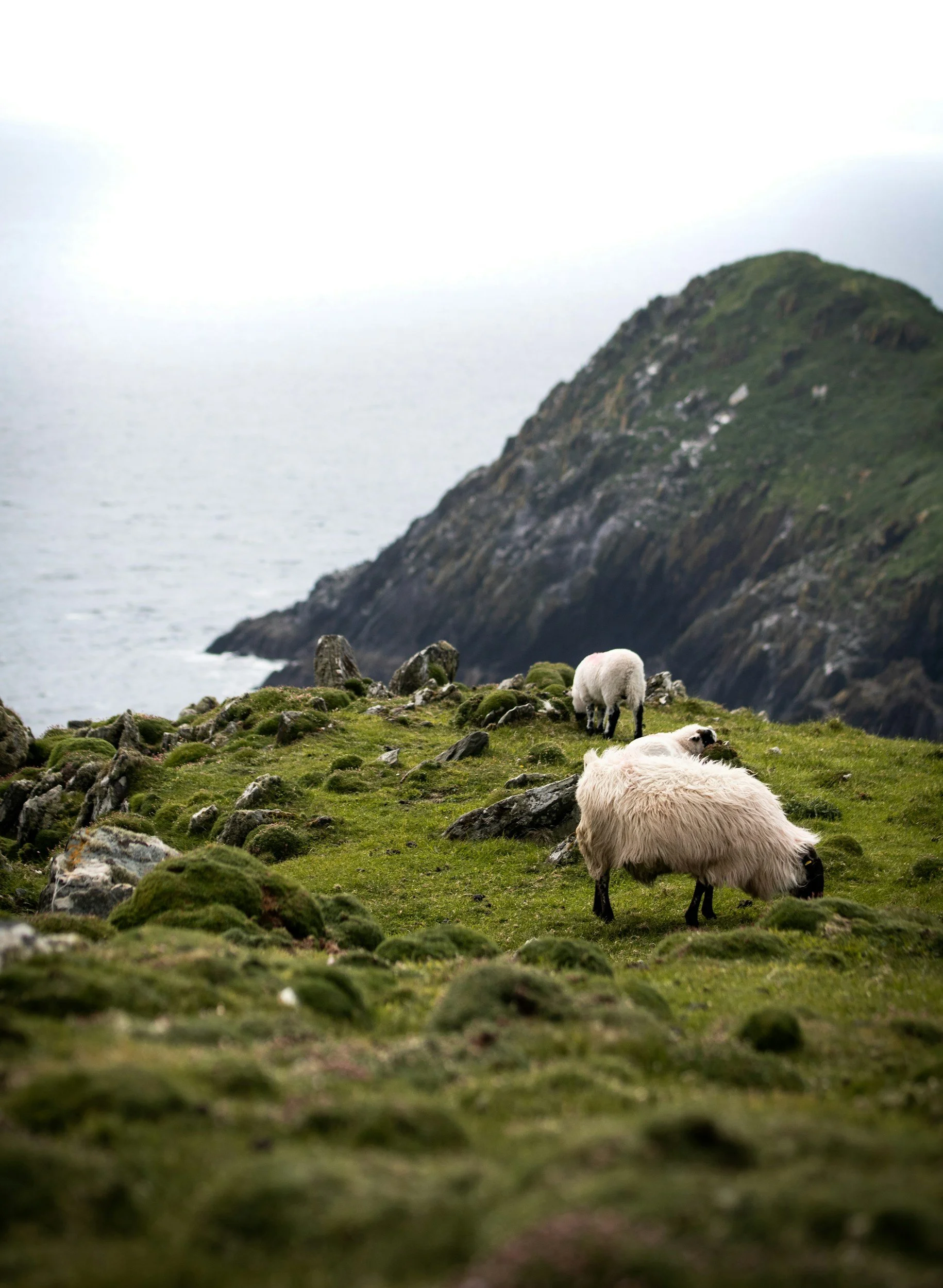 Swiss alpacas grazing on green grassy hillside near rocky coastline with mountainous background under cloudy sky.