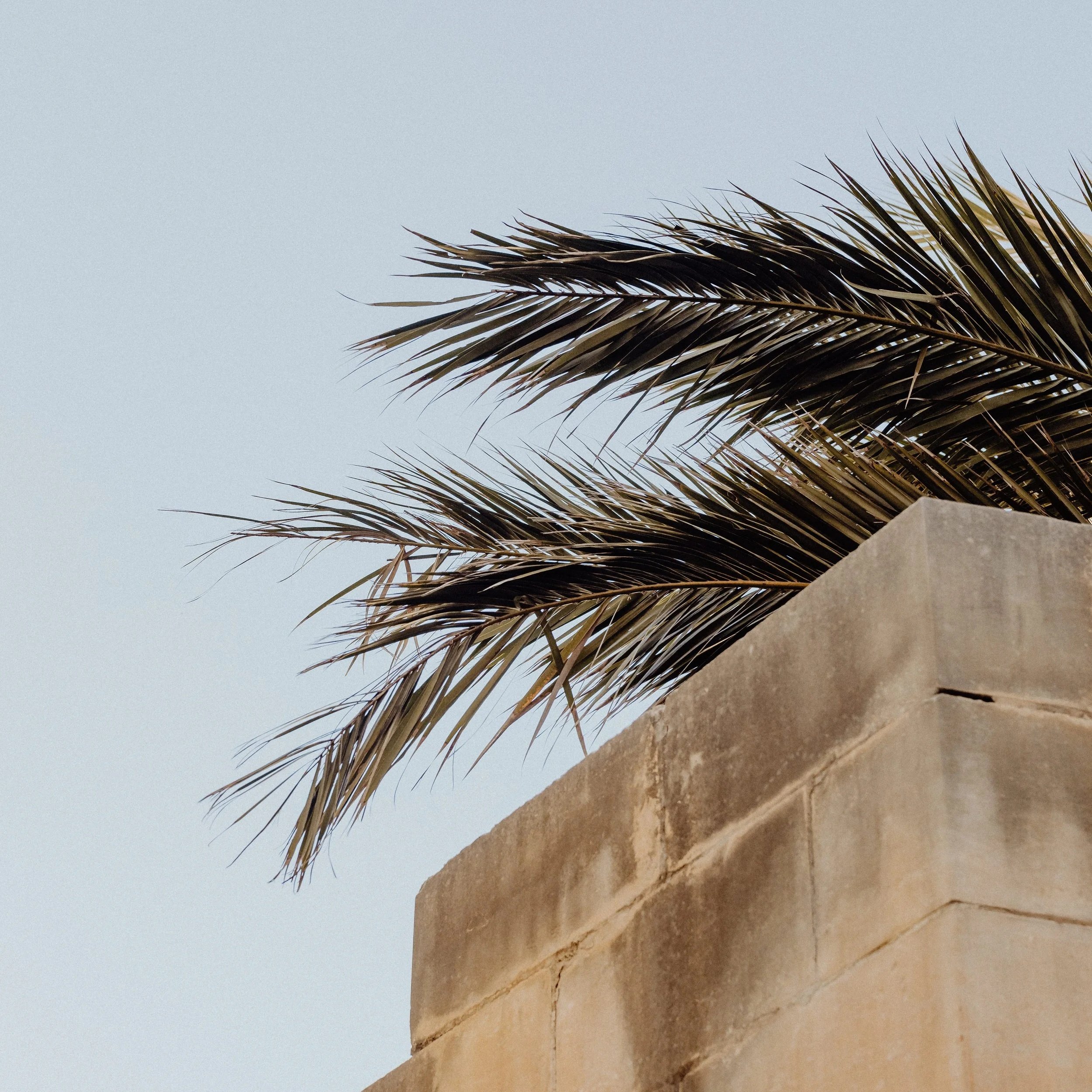 Reflections of Palm Sunday: What Should We Expect?