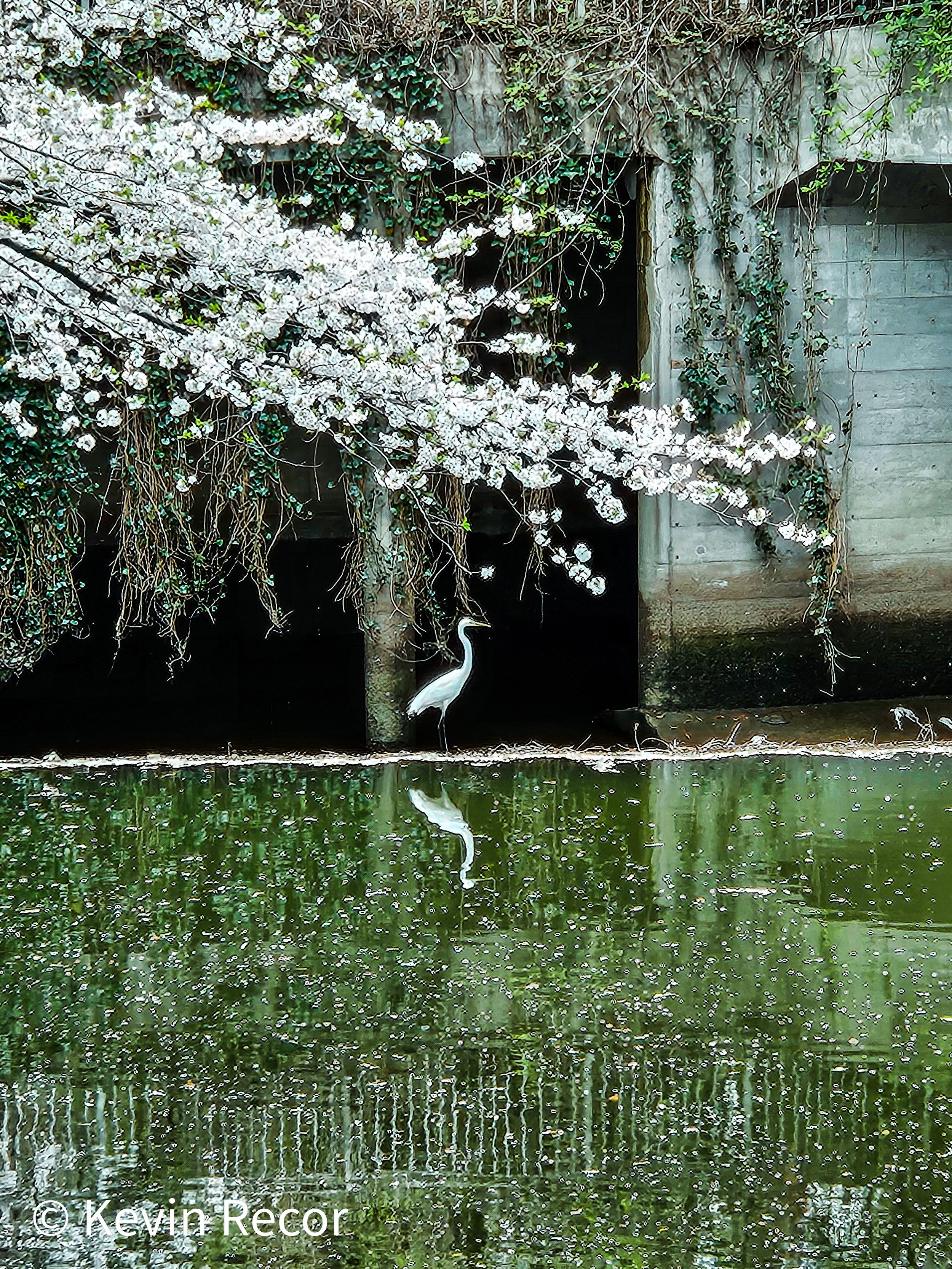 Tokyo, Japan. 4/2024.