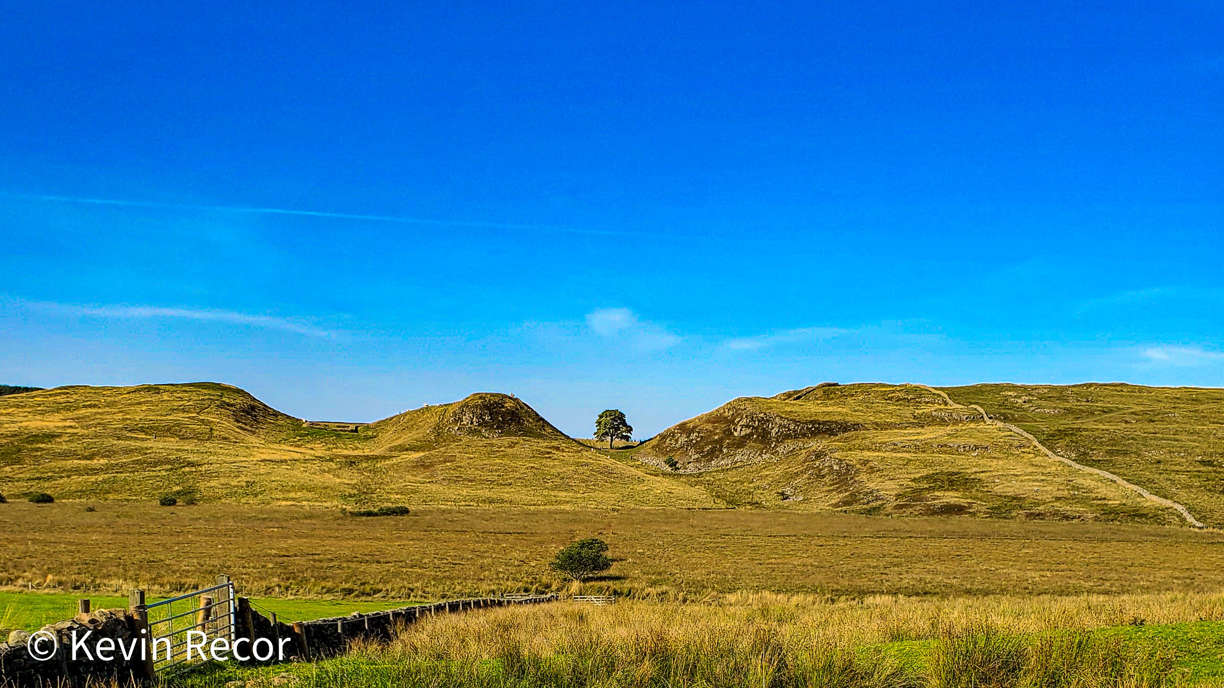 Sycamore Gap Tree, England. 9/2021.
