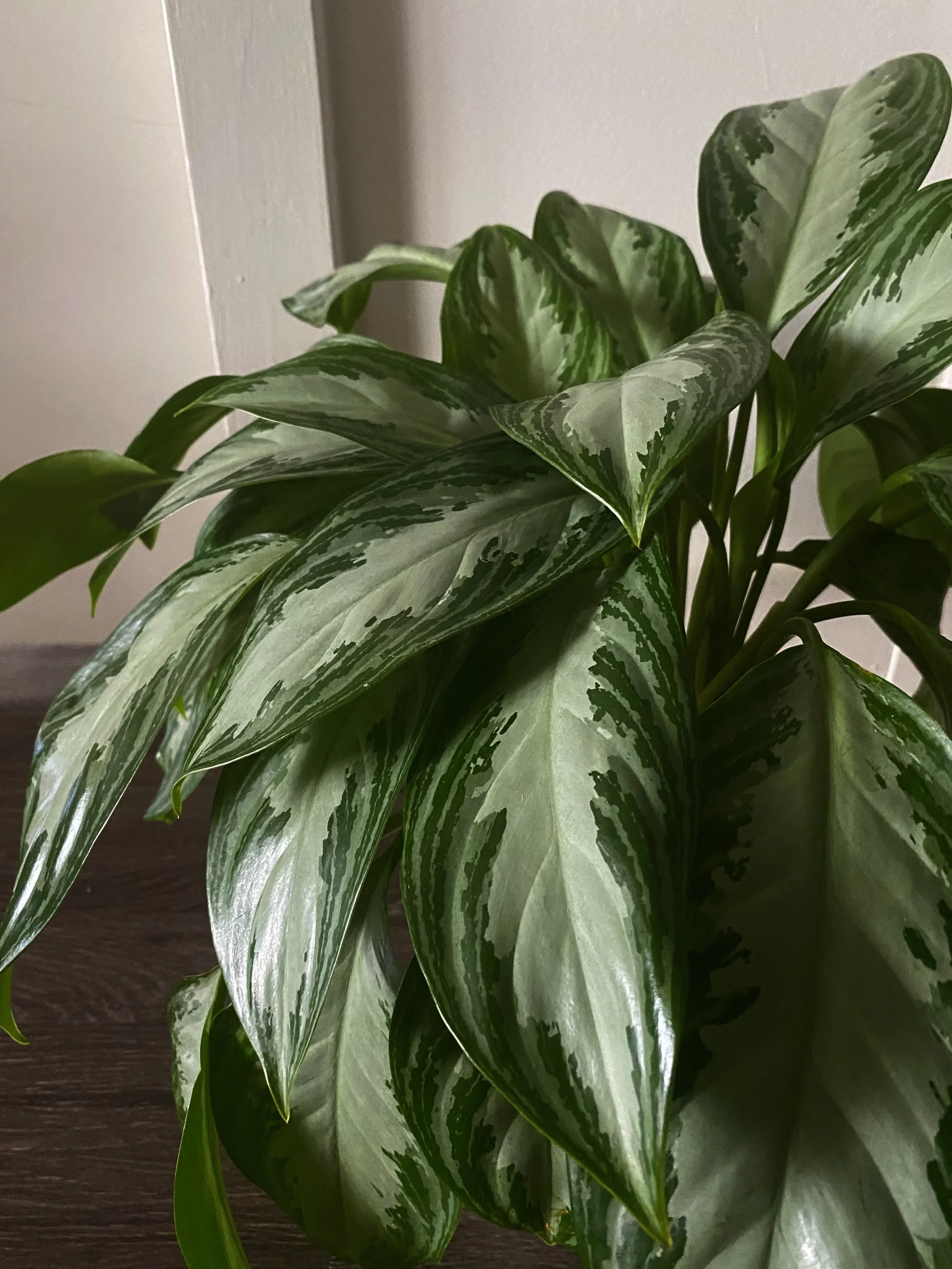8 Things Our House Plants Wish We Wouldn’t Do