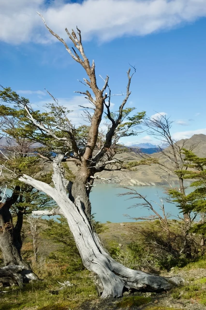 A leaning, weathered tree with sparse green foliage set against mountains, water, and a partly cloudy blue sky.