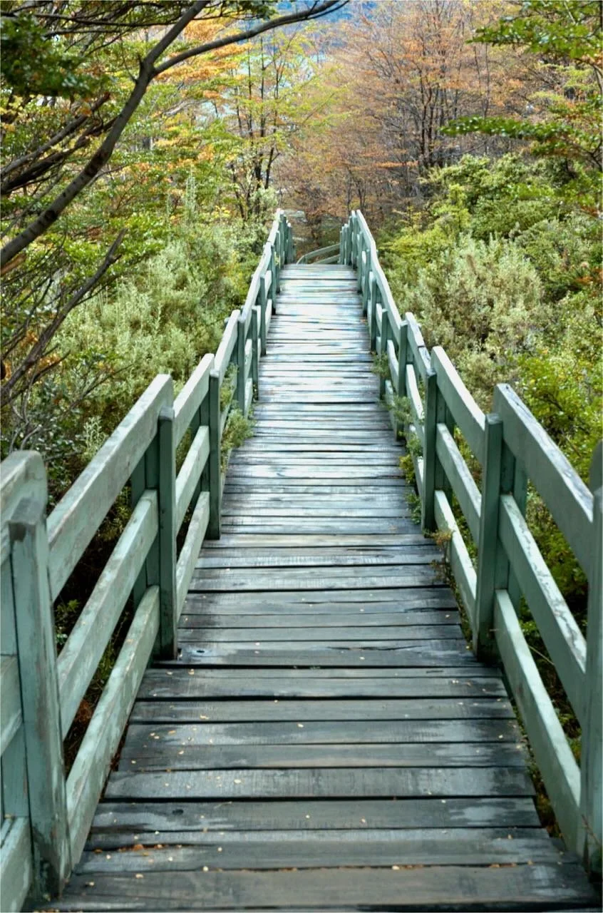 A wooden footbridge with green railings spans through a lush forest area with autumn-colored leaves.