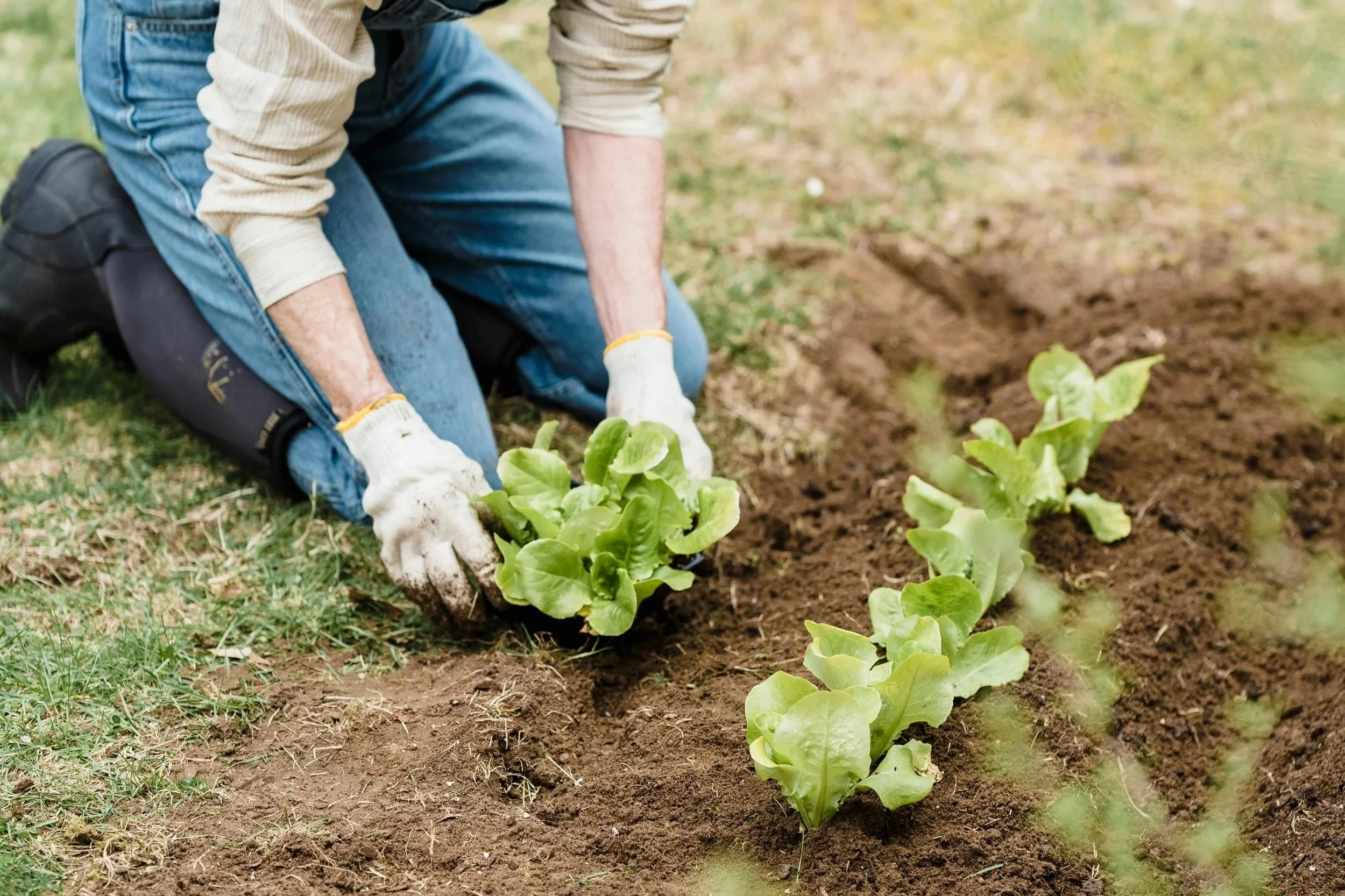 Gardening; A Lifeline
