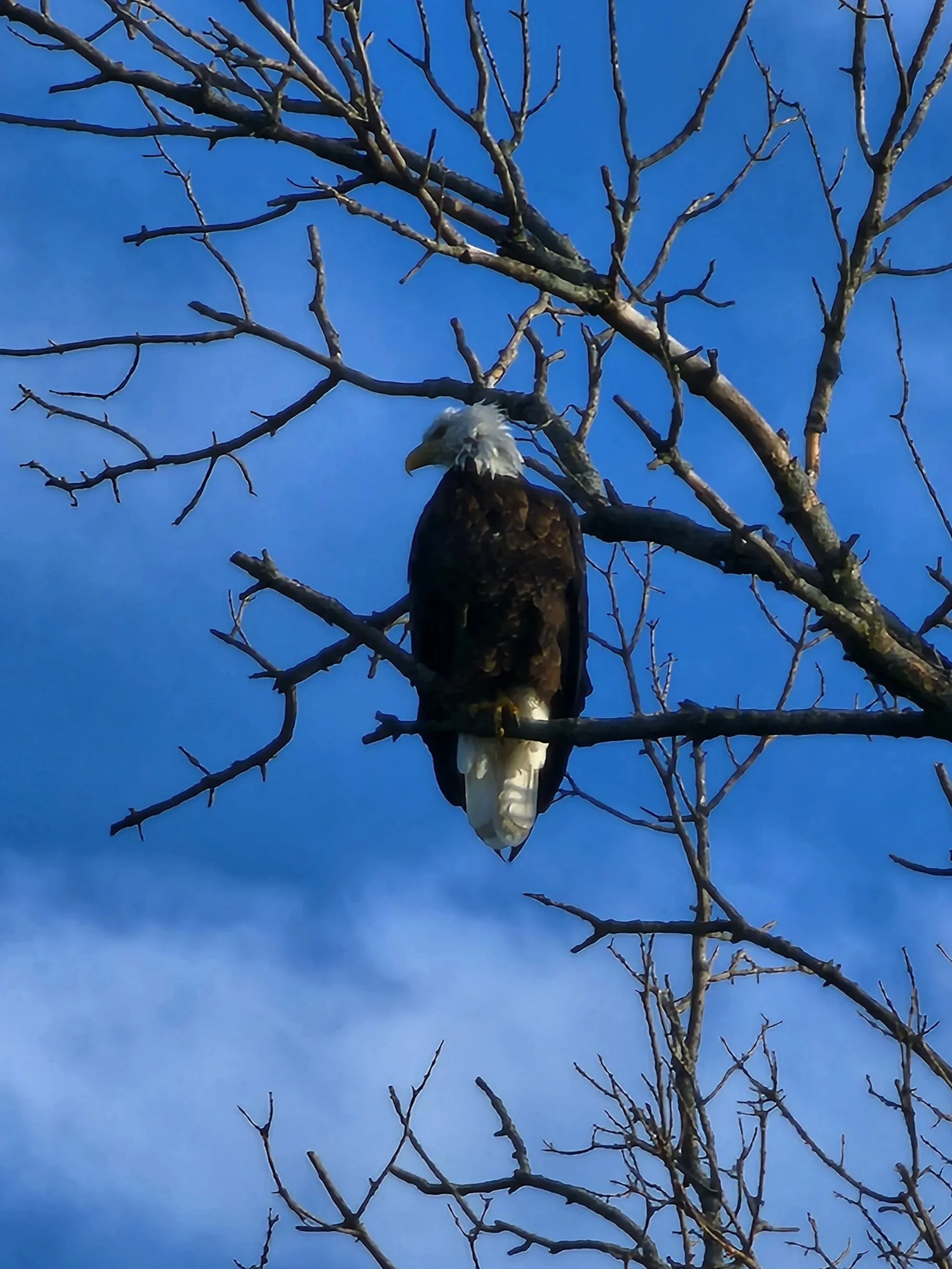 GWM HOA Annual Meeting