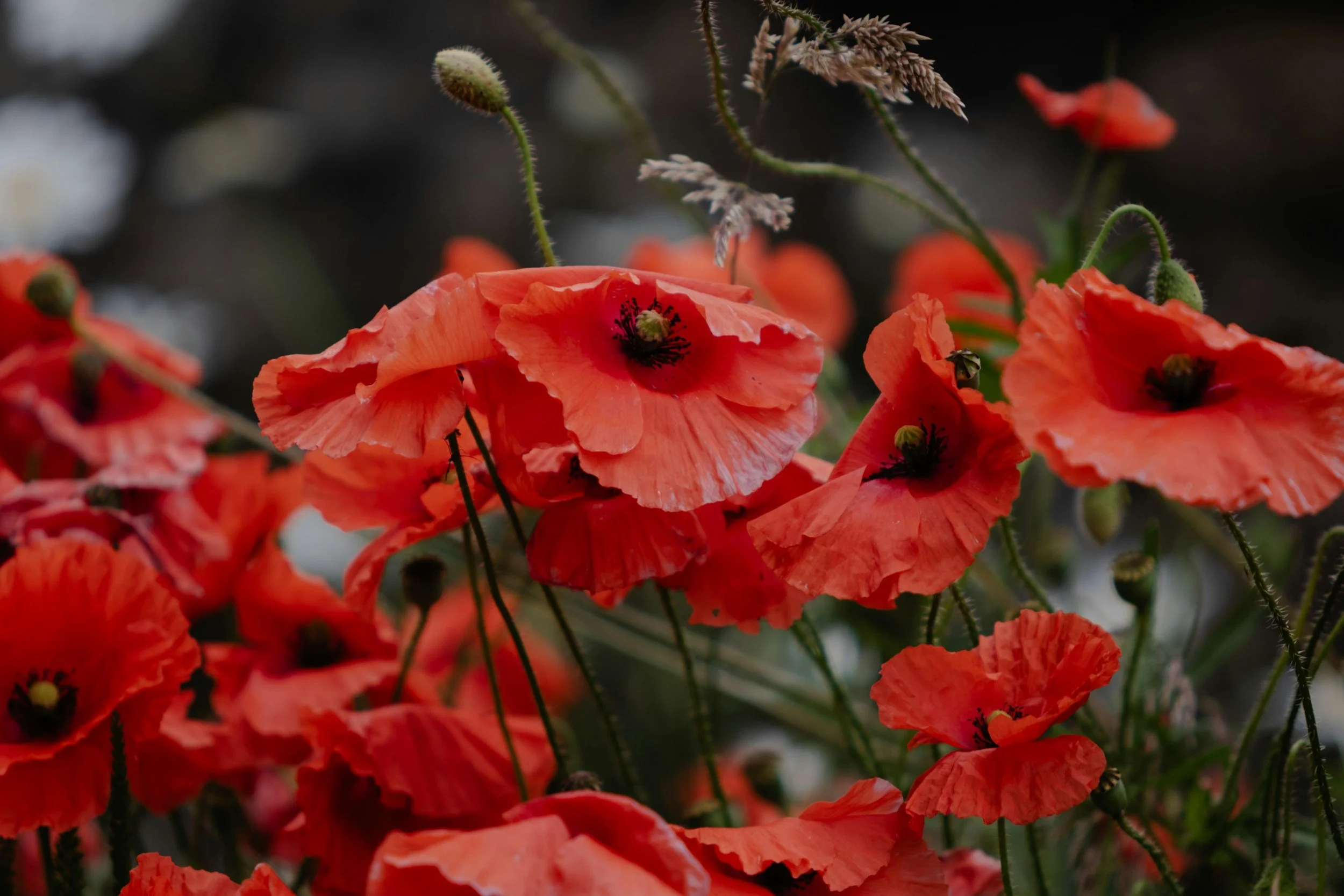 Remembrance Day Open House