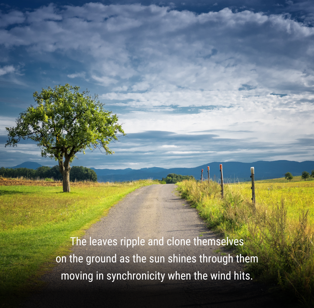 The Dance of the Leaves and the Summer of Our Lives
