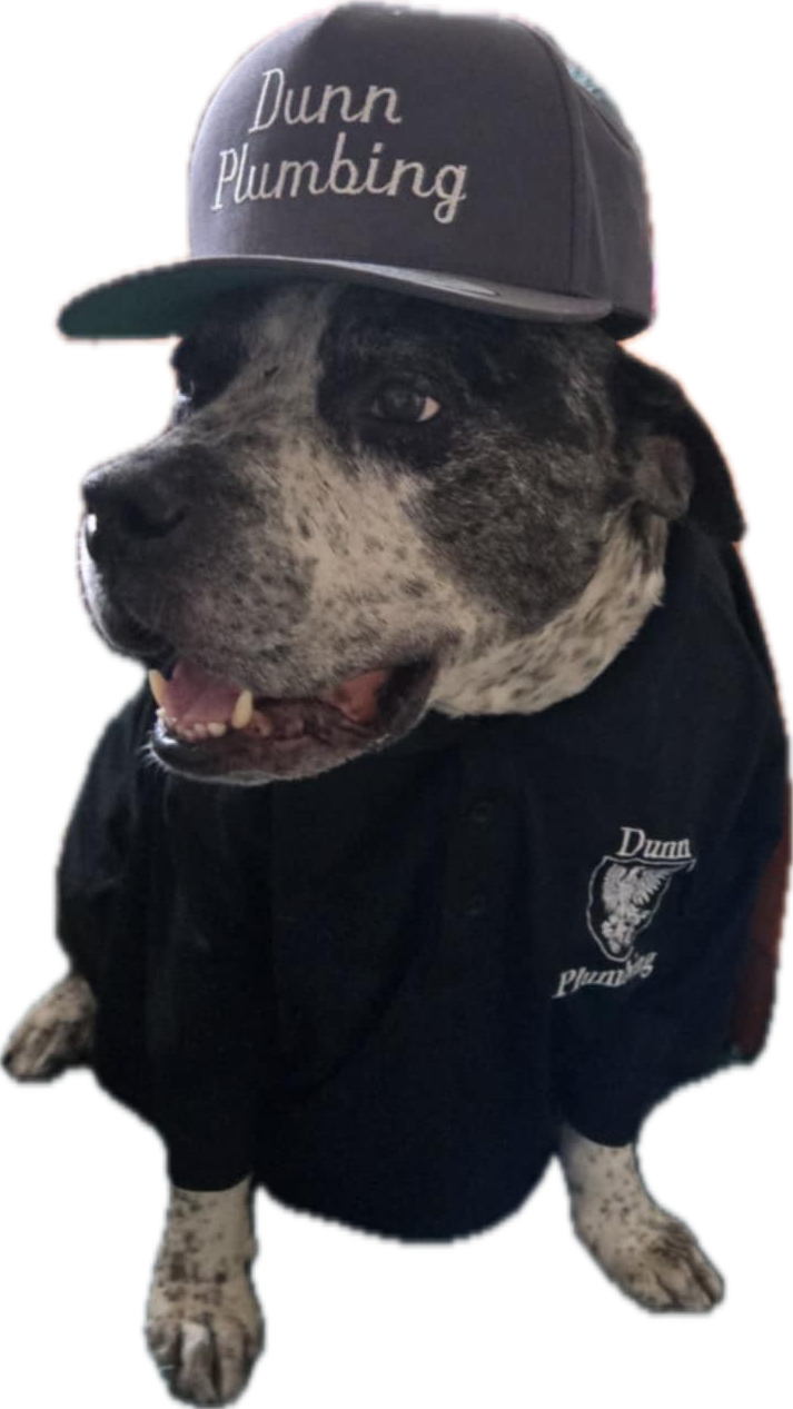 A dog dressed in a black uniform with a logo, wearing a gray cap with white embroidered text that reads 'Dunn Plumbing'. the dog appears to be a mixed breed with a black and white speckled coat.