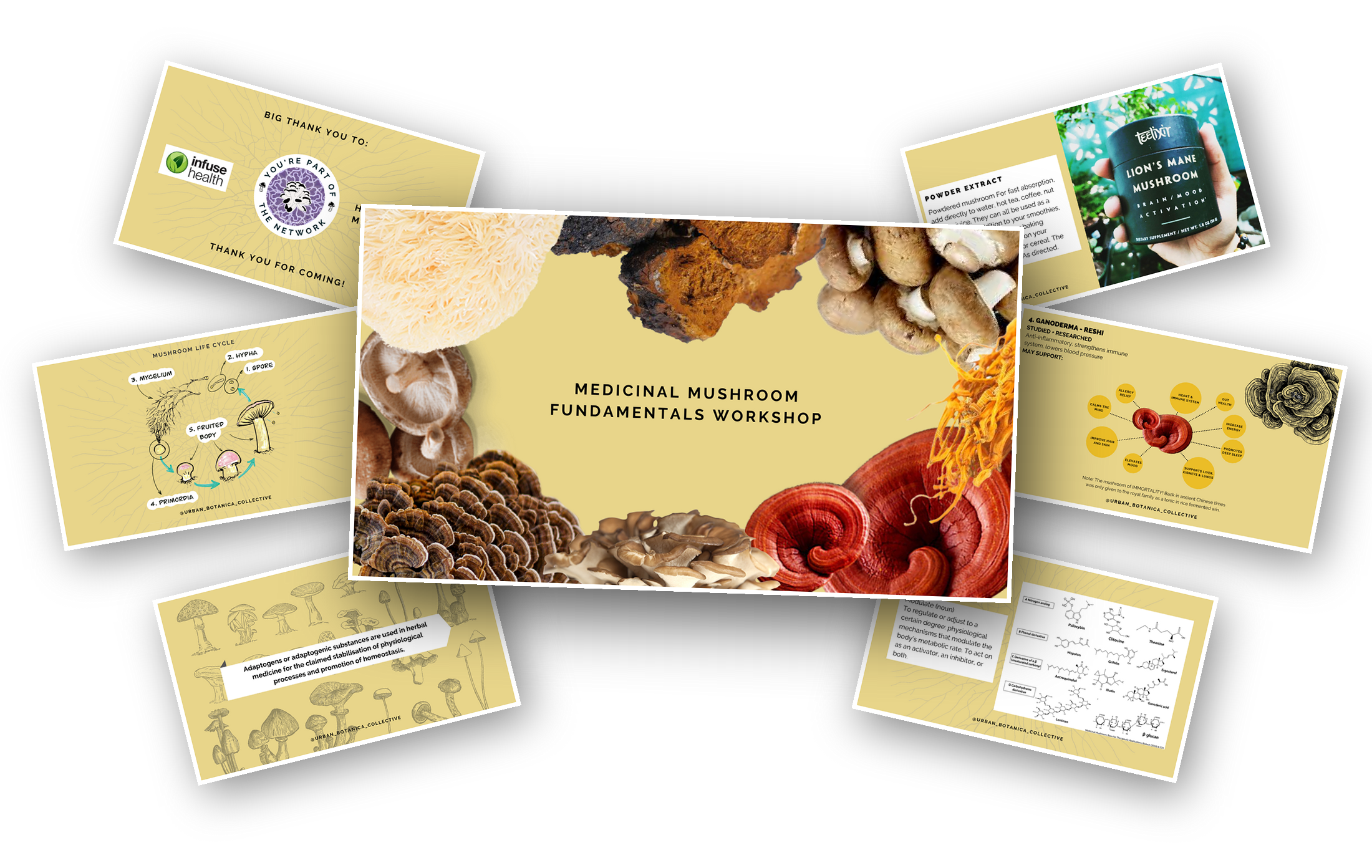 MEDICINAL MUSHROOM FUNDAMENTALS E-BOOK