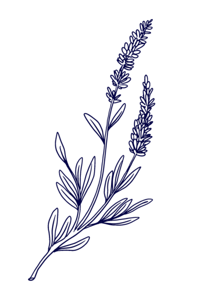 Navy blue illustration of lavender flowers
