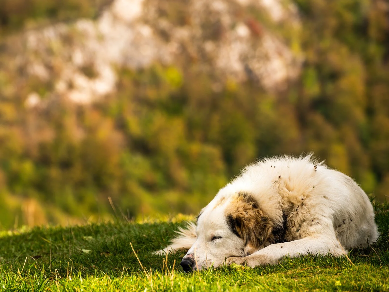 Dog sleeping on grass