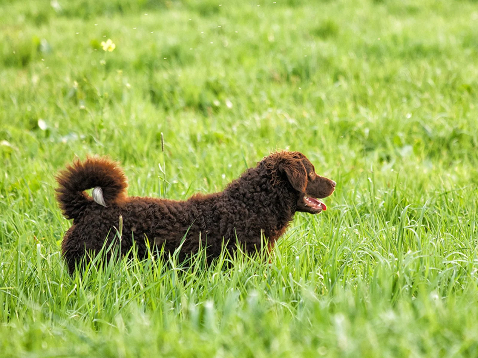 Brown fluffy dog in field
