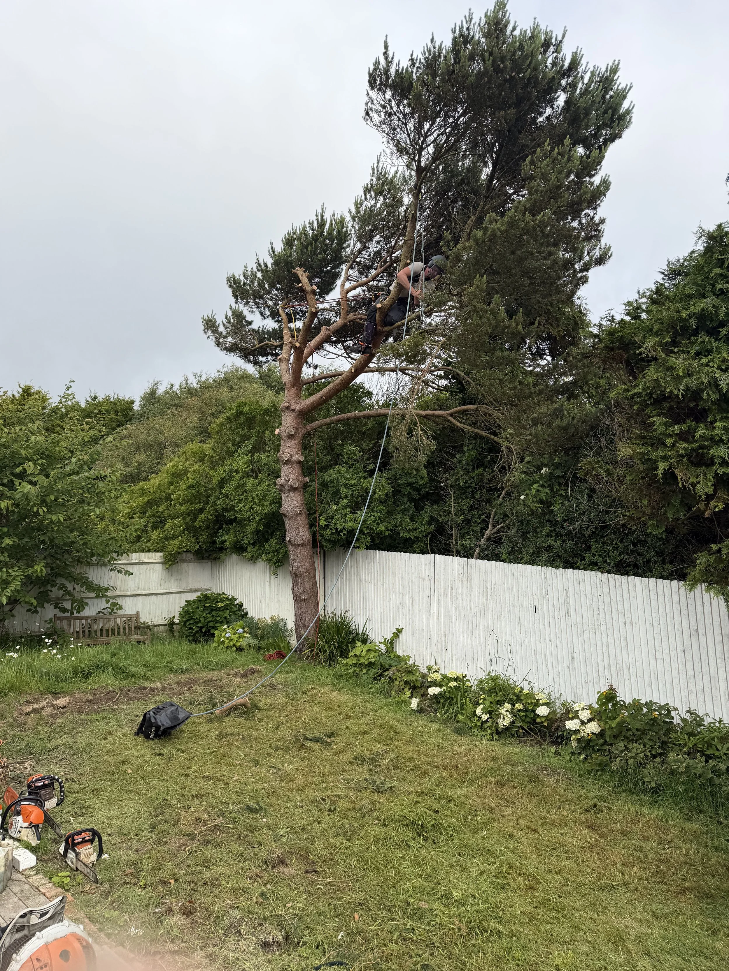 Scots Pine Removal, Fairlight East Sussex