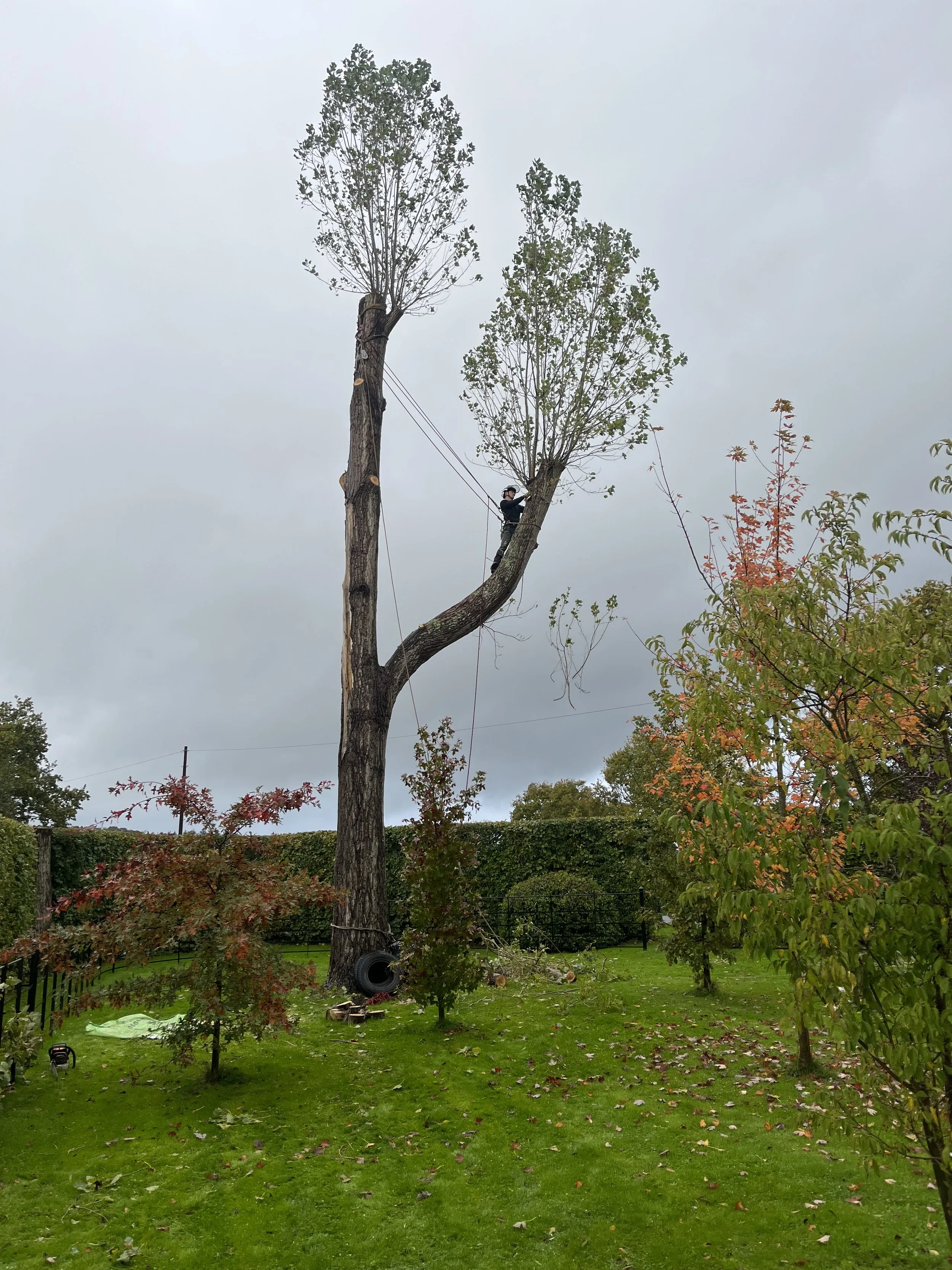 During Poplar Dismantle, Bodiam East Sussex 
