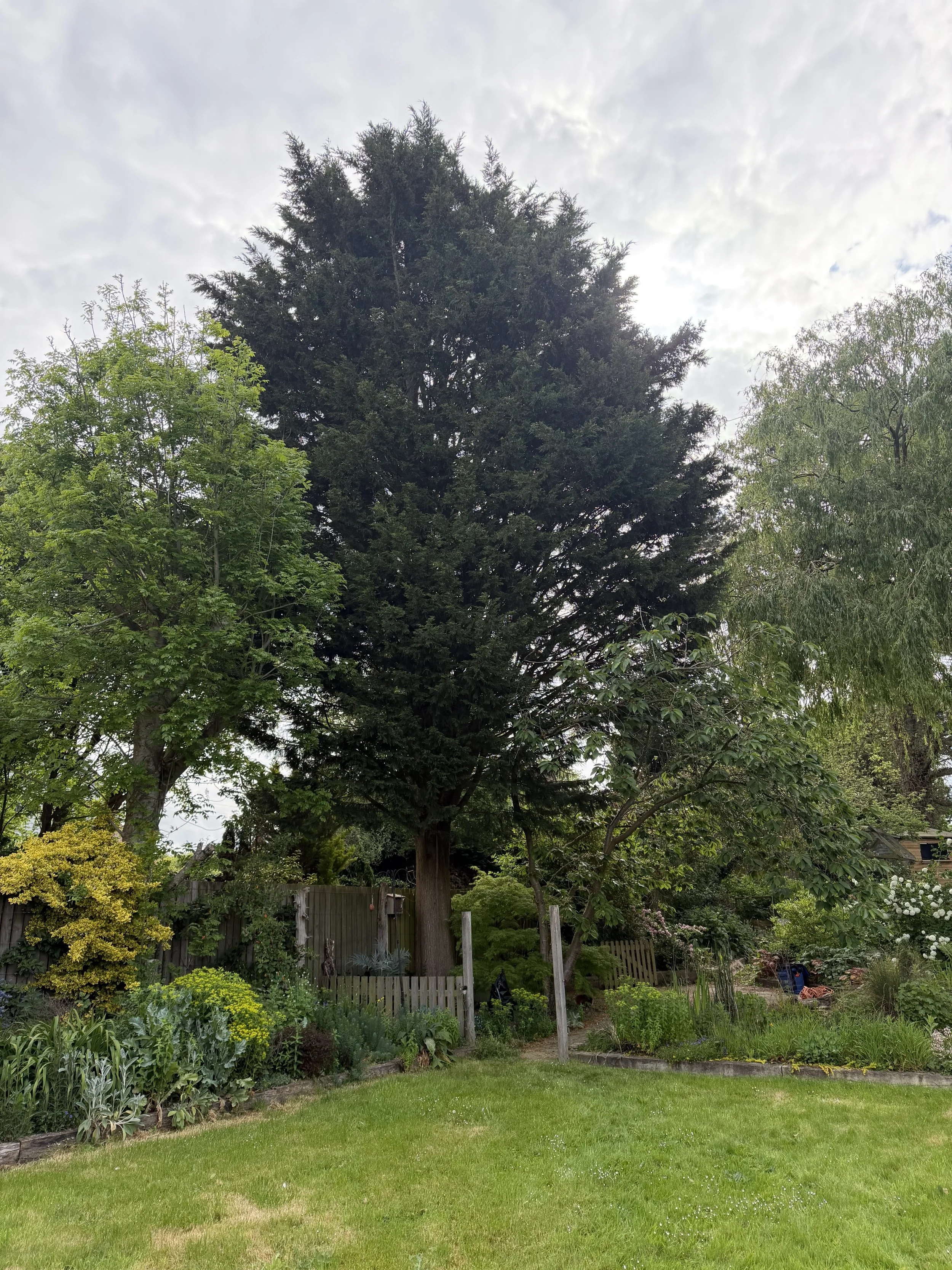 Before Conifer Removal, Northiam East Sussex