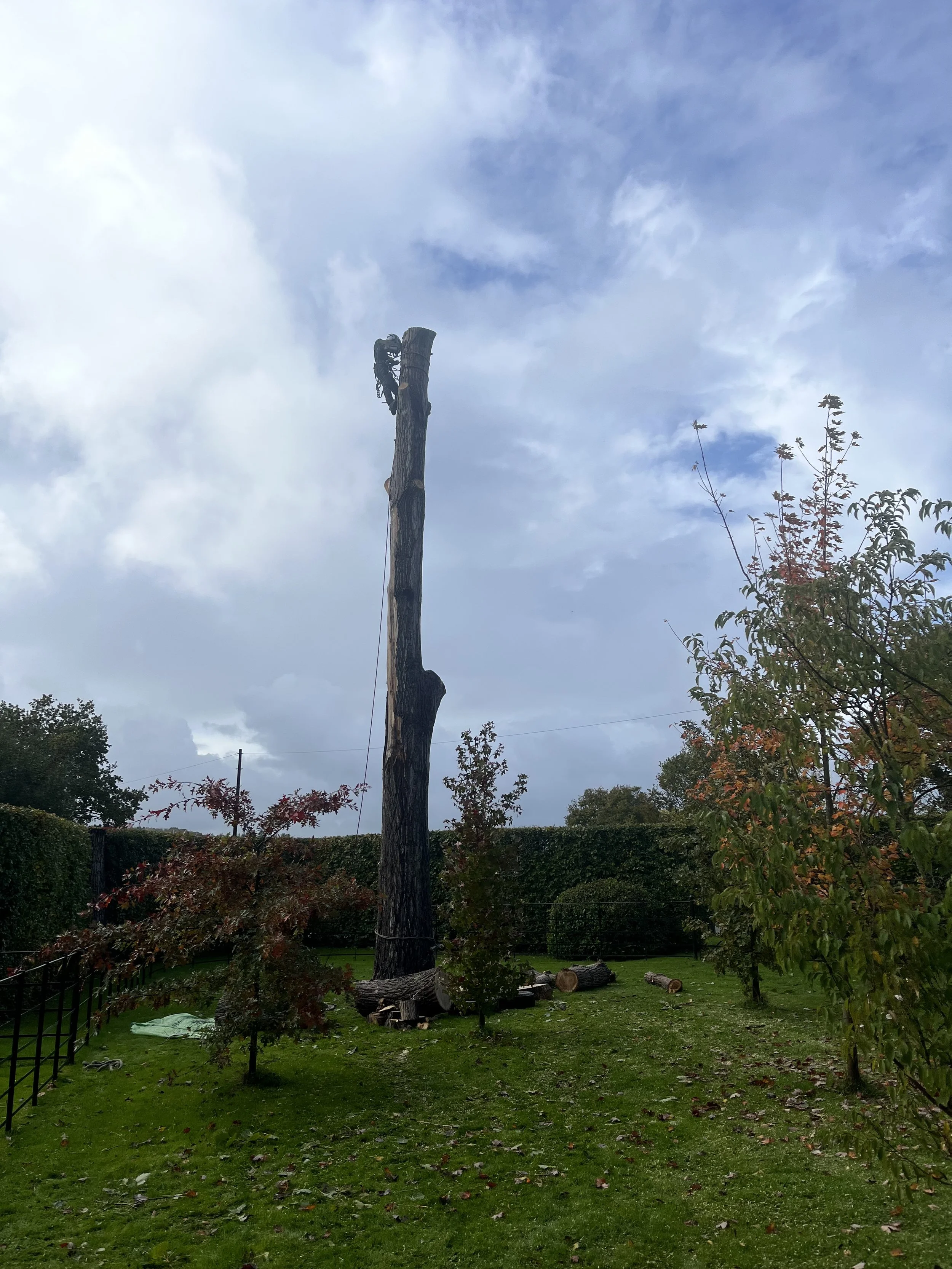 During Poplar Dismantle, Bodiam East Sussex