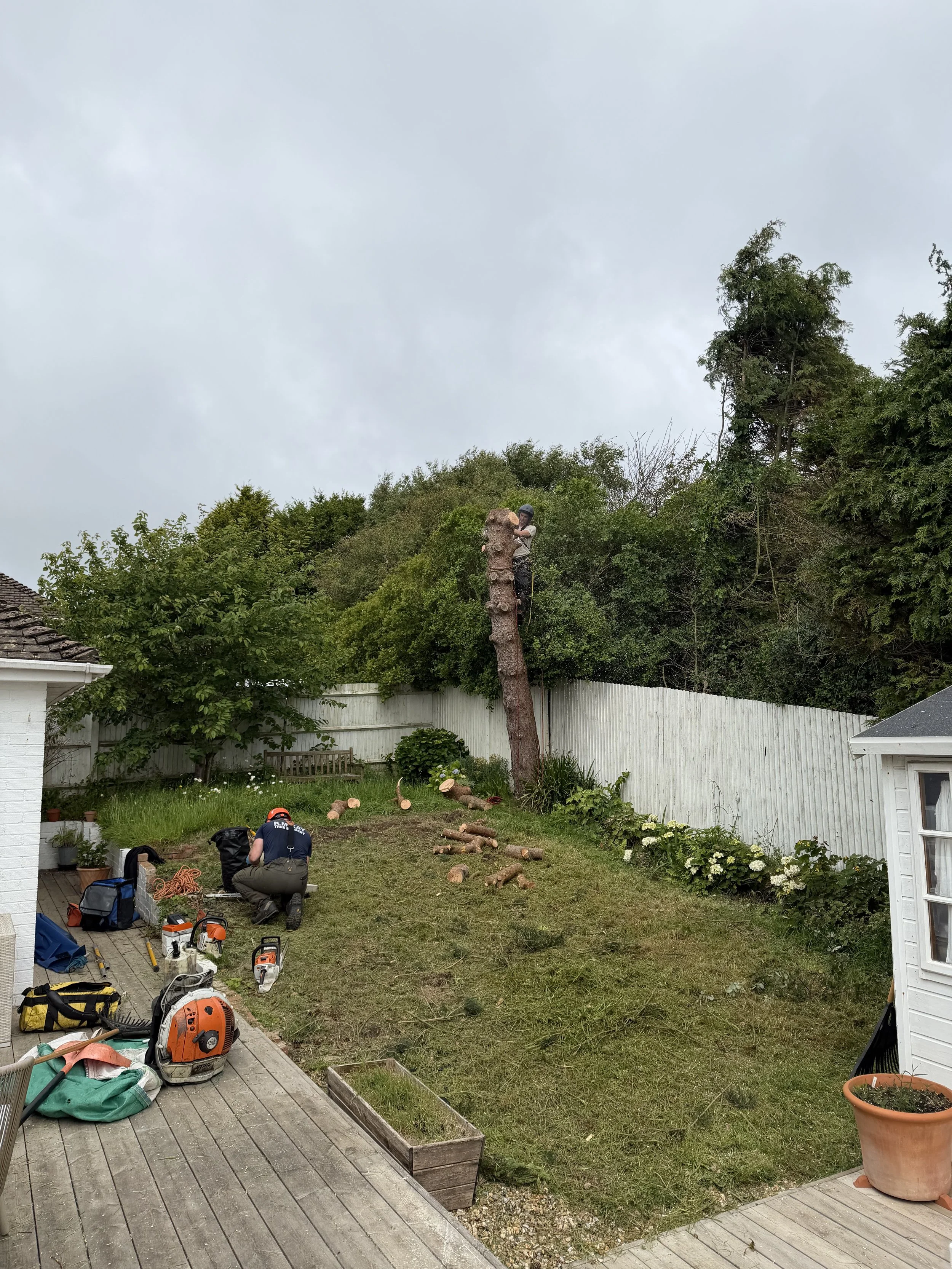Scots Pine Removal, Fairlight East Sussex