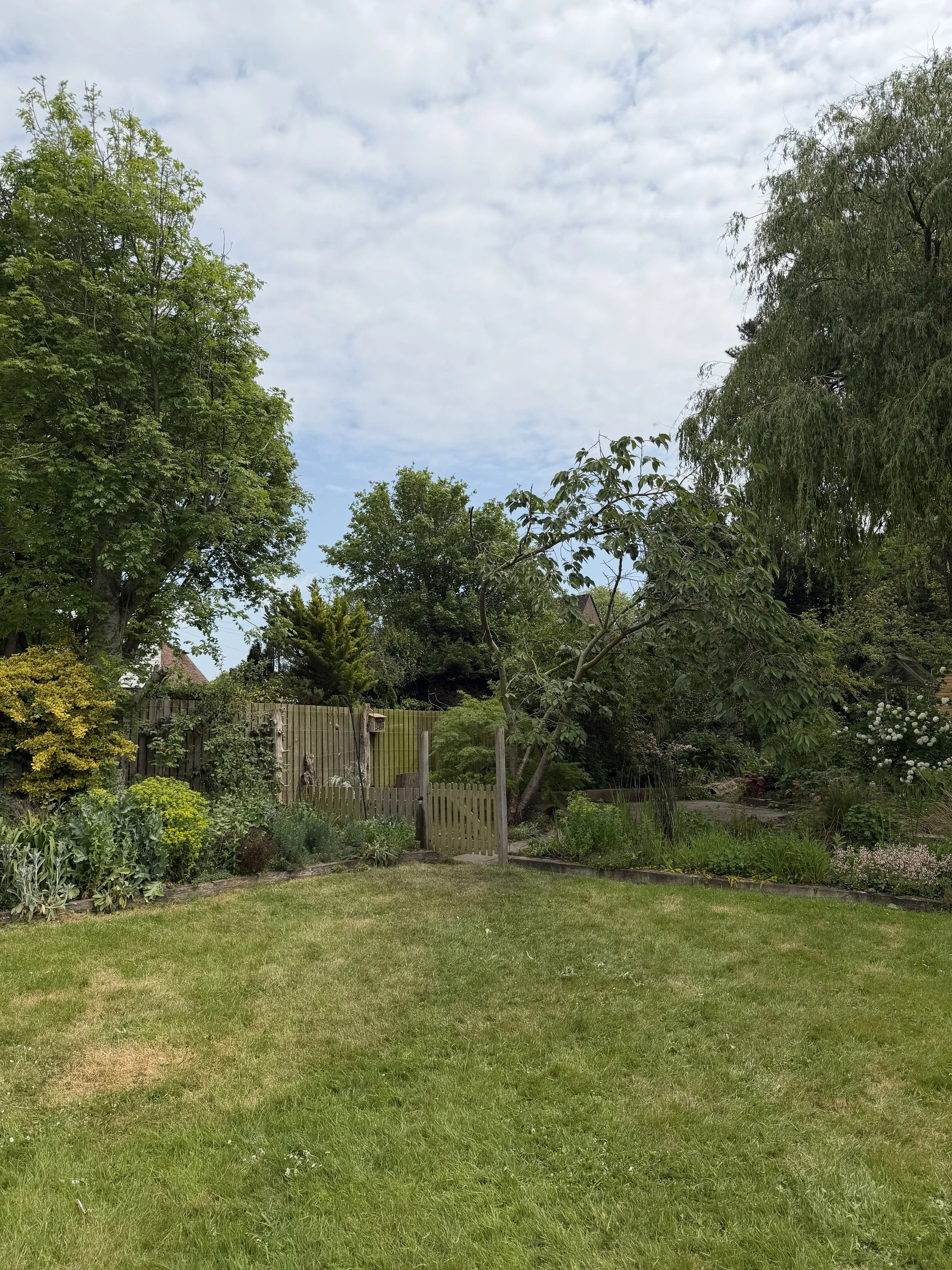 After Conifer Removal, Northiam East Sussex