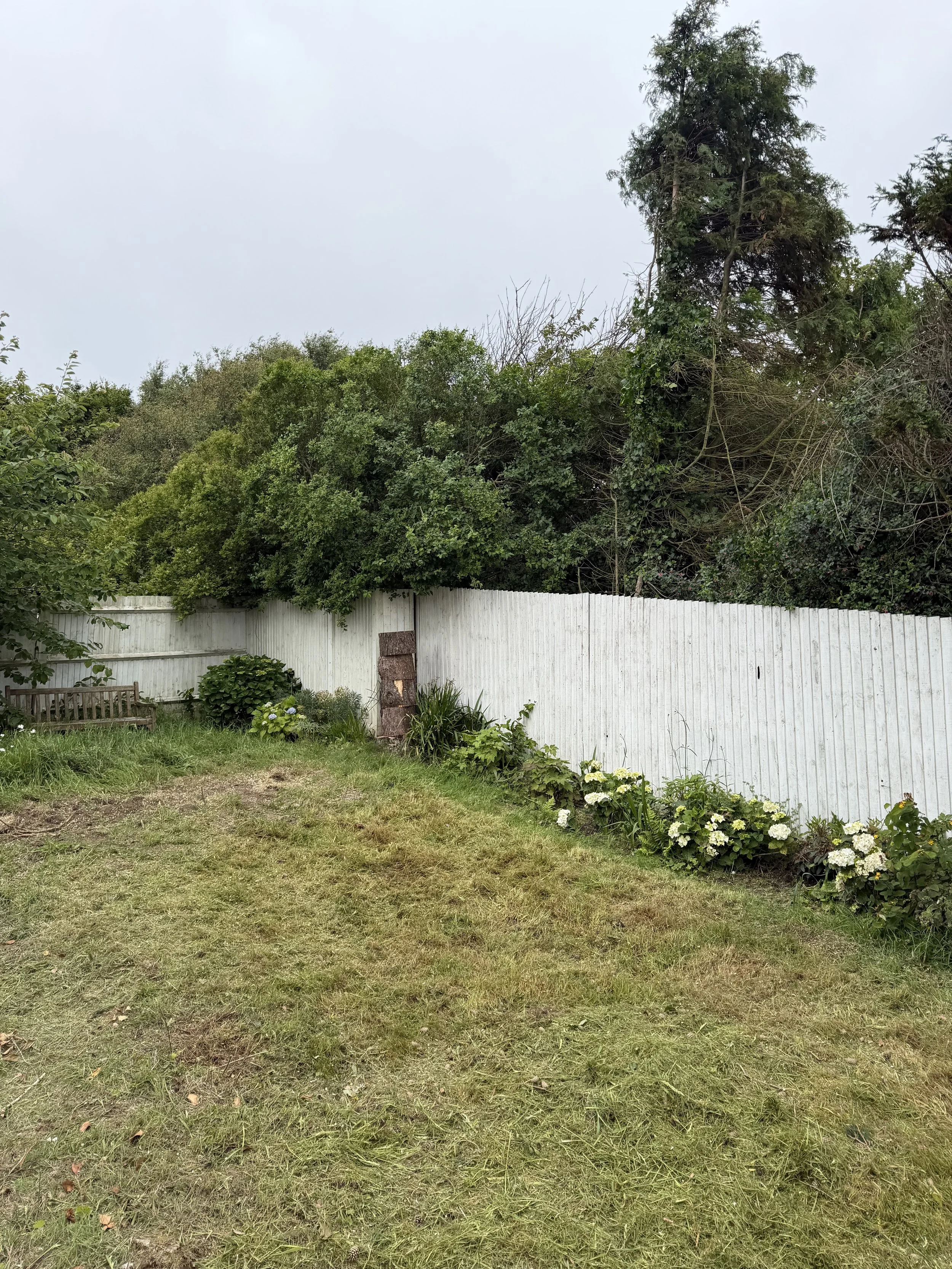 After Scots Pine Removal, Fairlight East Sussex