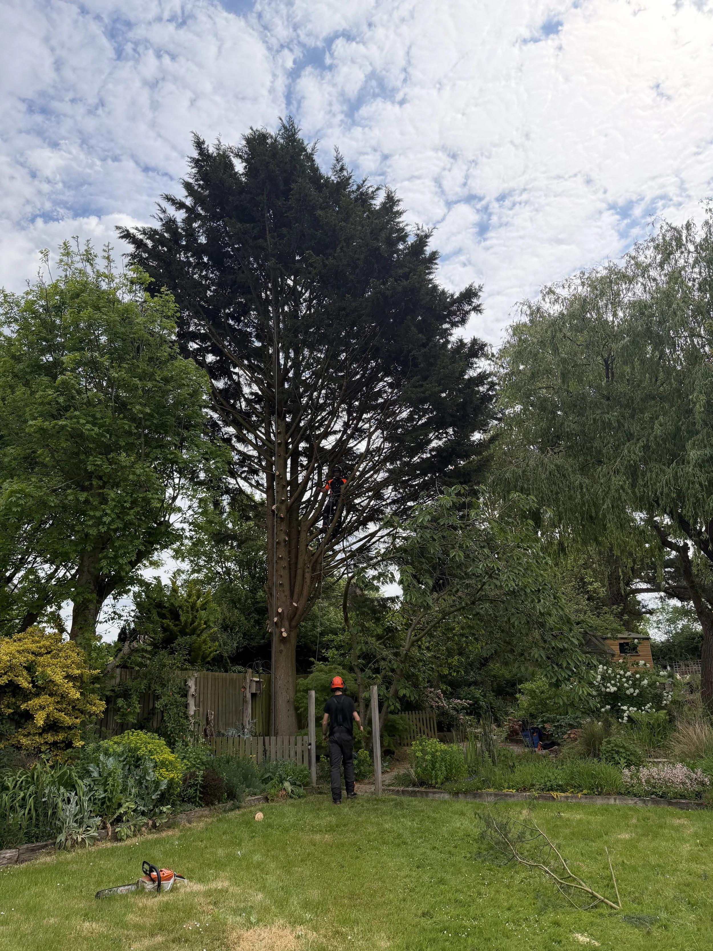 During Conifer Removal, Northiam East Sussex