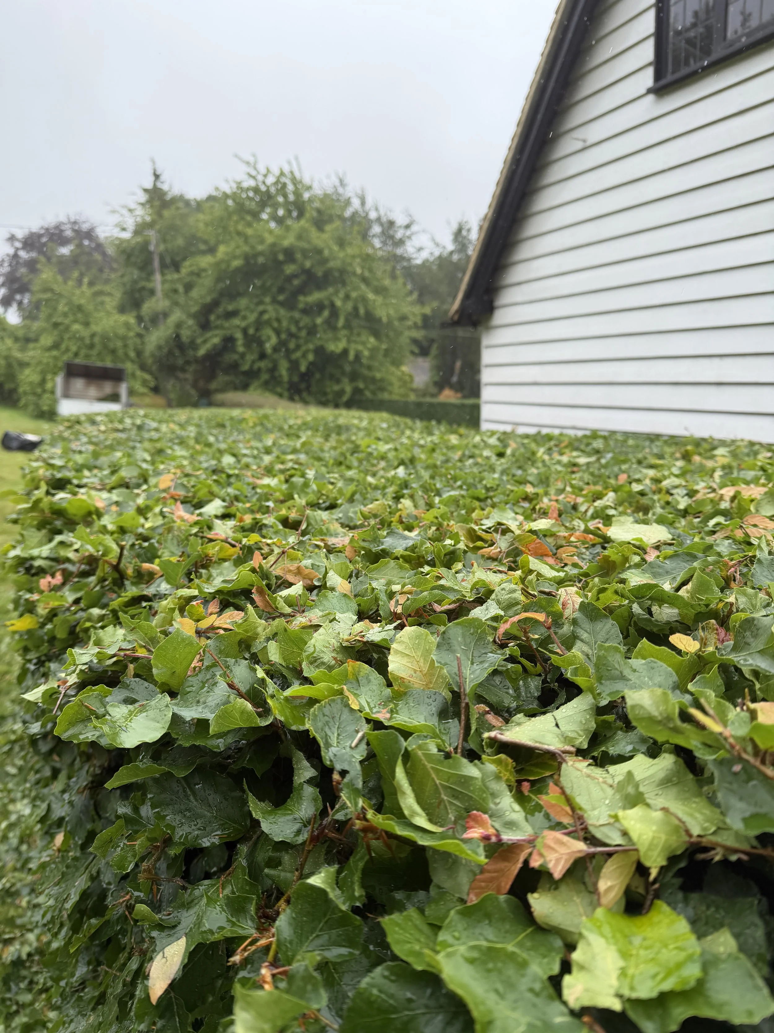 Beech Hedge Cutting, Wadhurst East Sussex