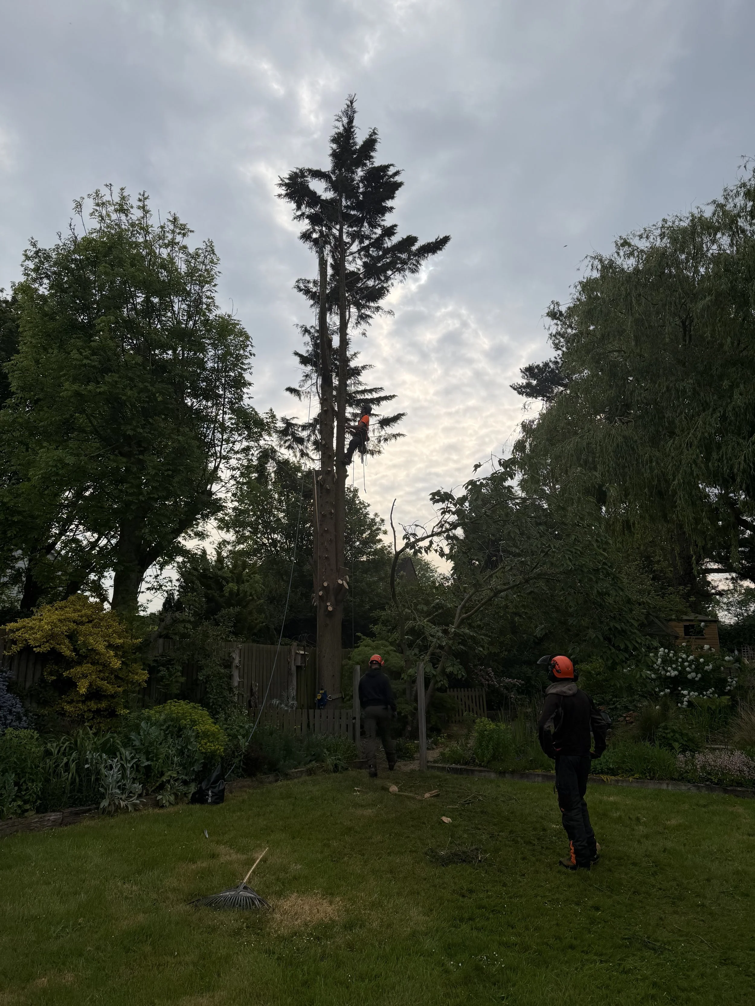 During Conifer Removal, Northiam East Sussex