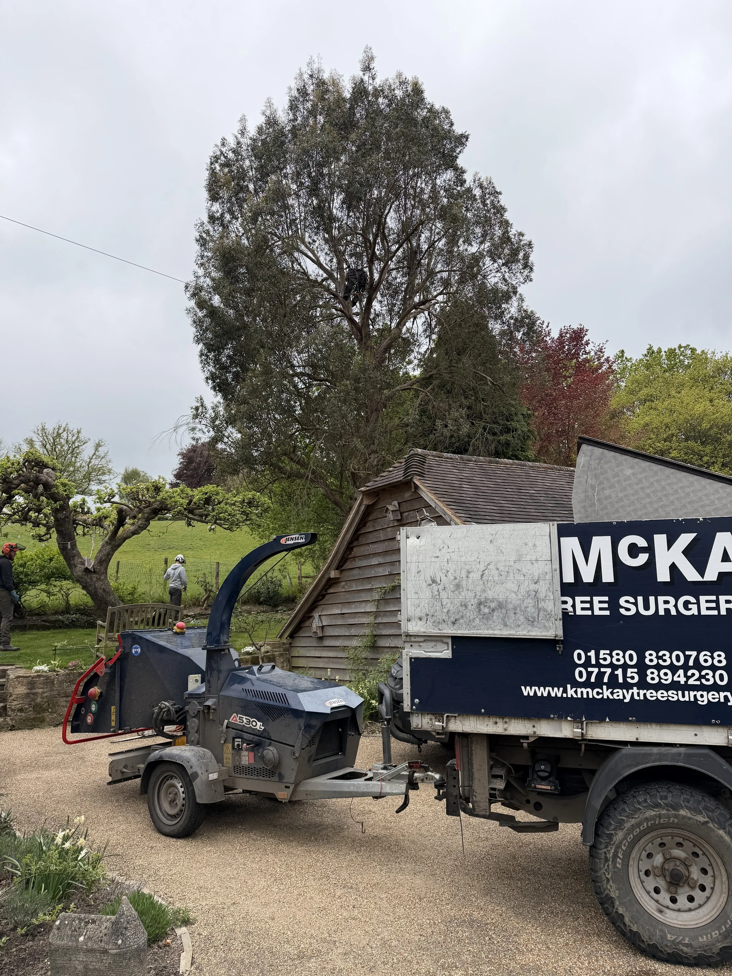 Eucalyptus Removal, Lamberhurst Kent
