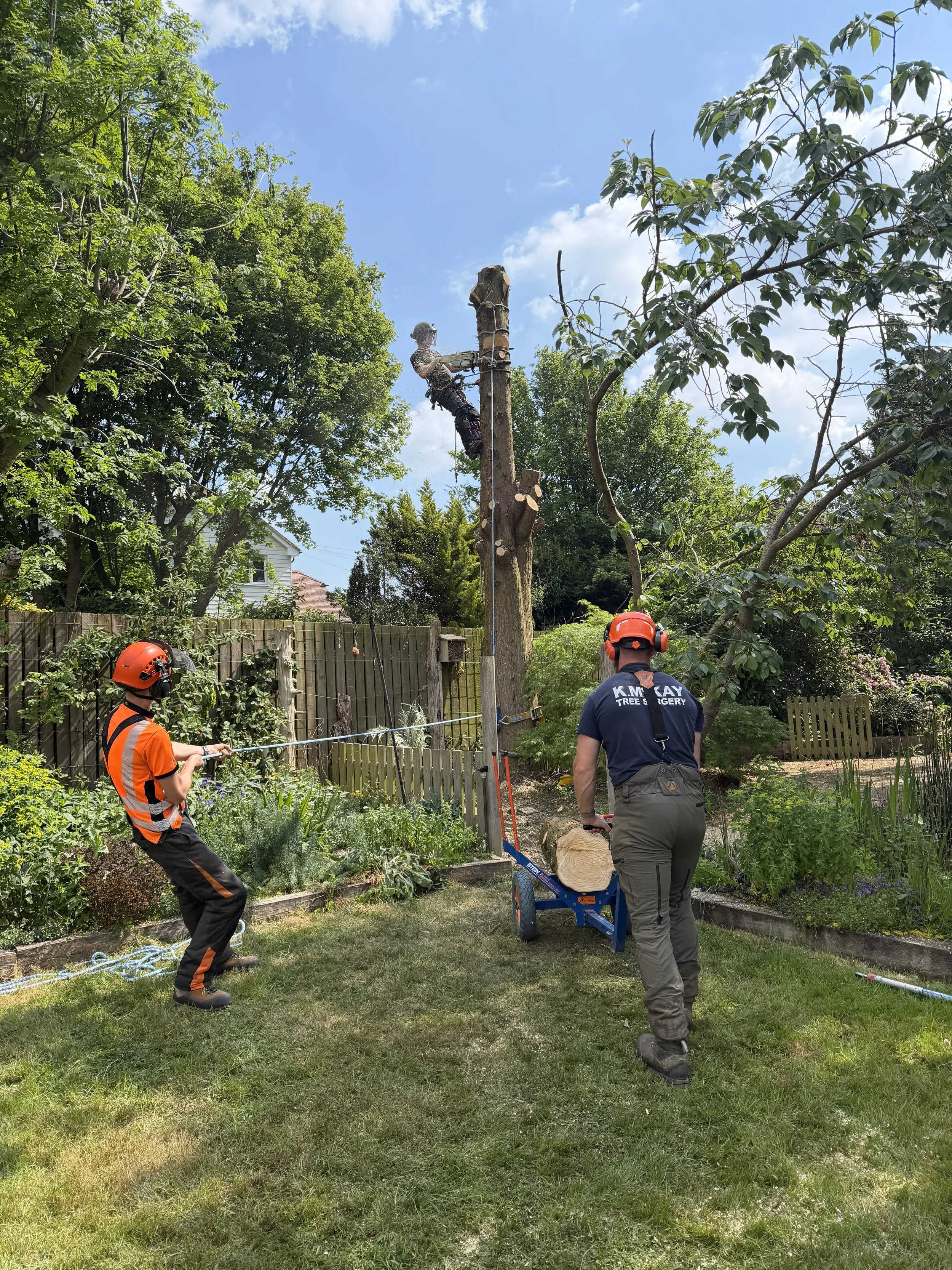 Safely Lowering Timber - Conifer Removal, Northiam East Sussex