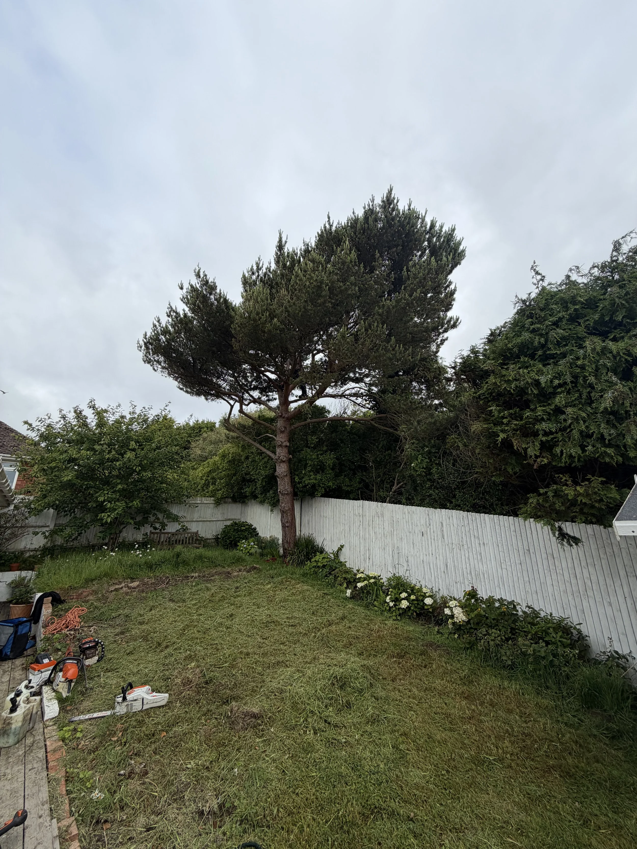 Scots Pine Removal, Fairlight East Sussex