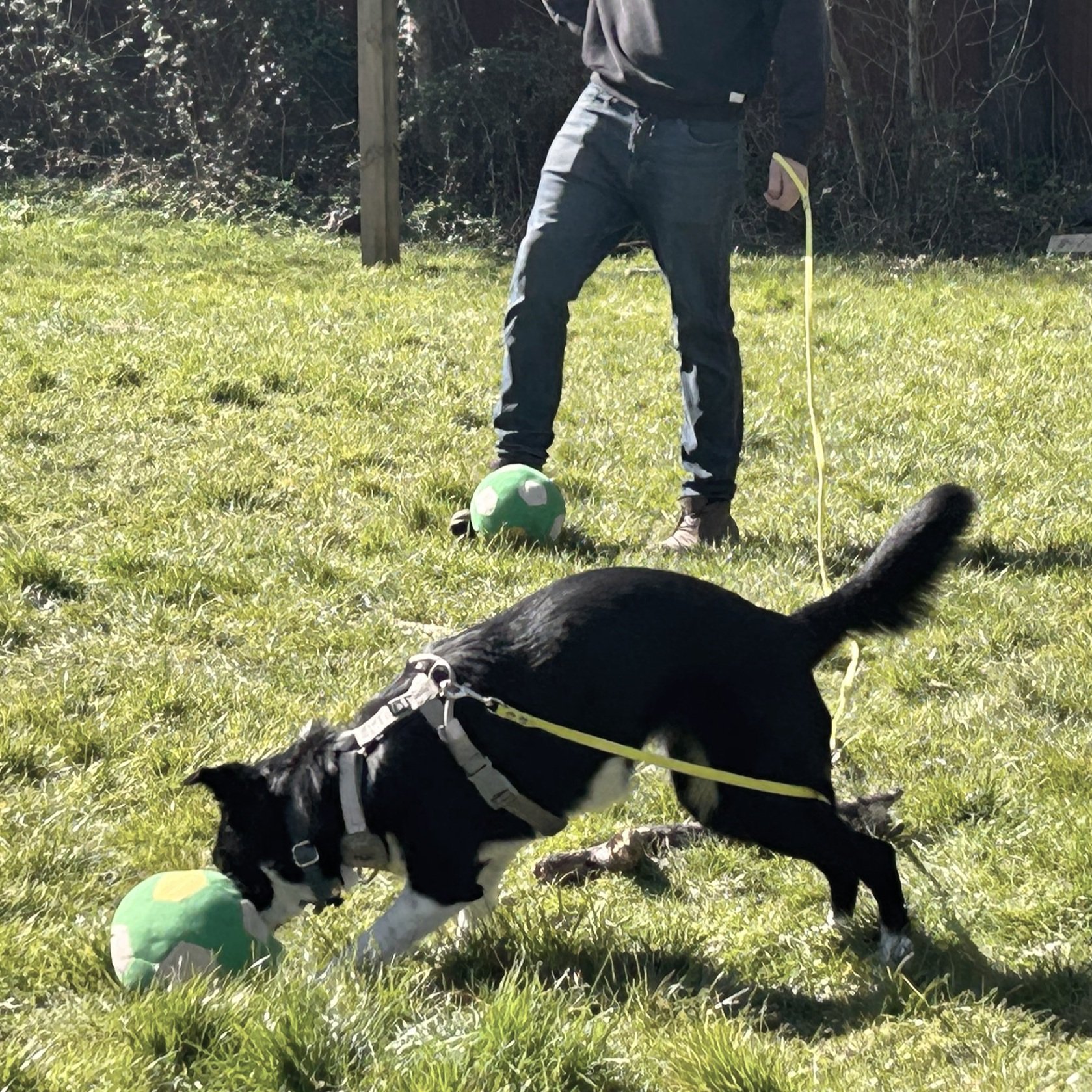 Mouse collie workshop.jpg