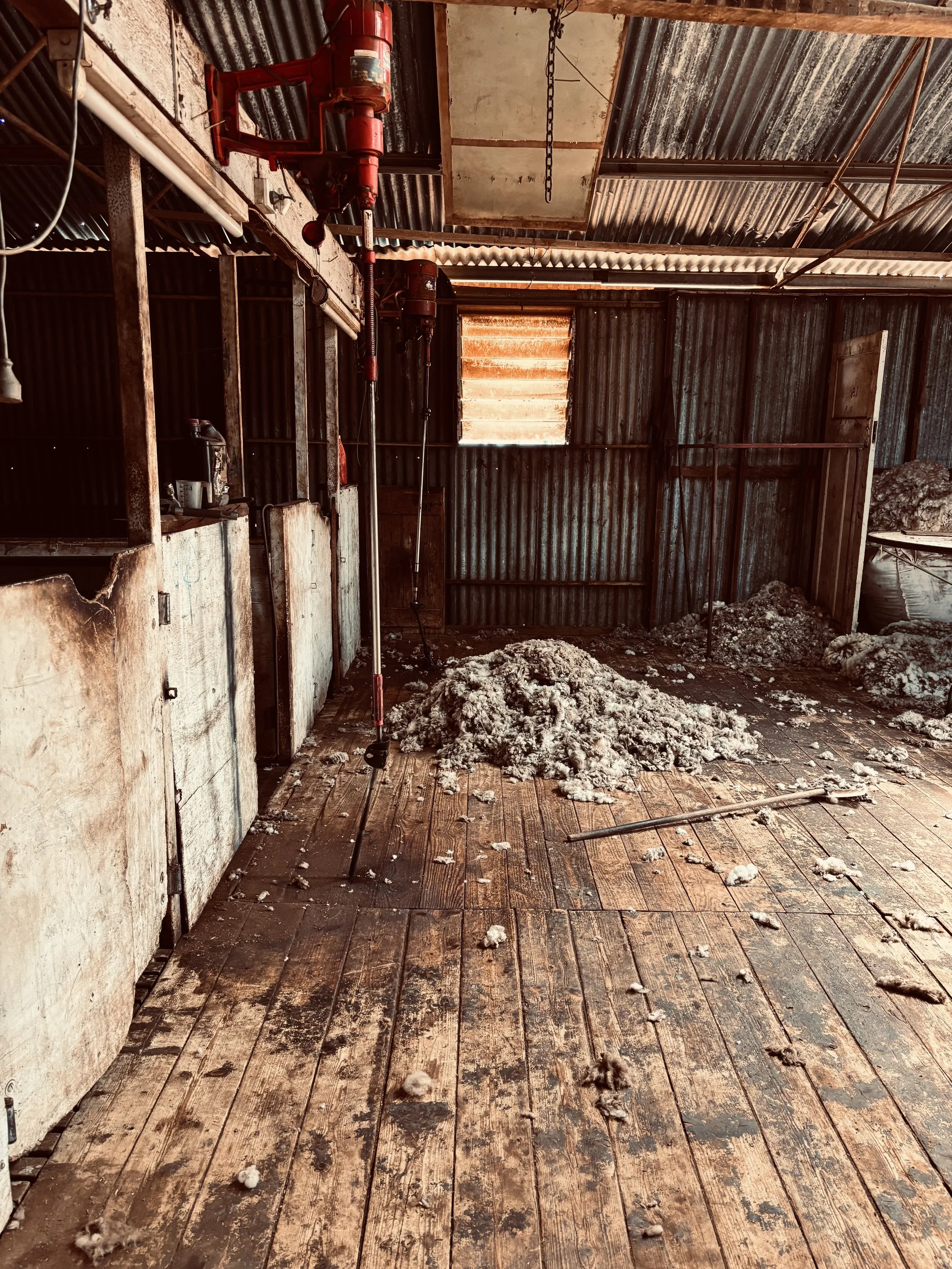 If These Walls Could Talk: Life within the shearing shed walls. 