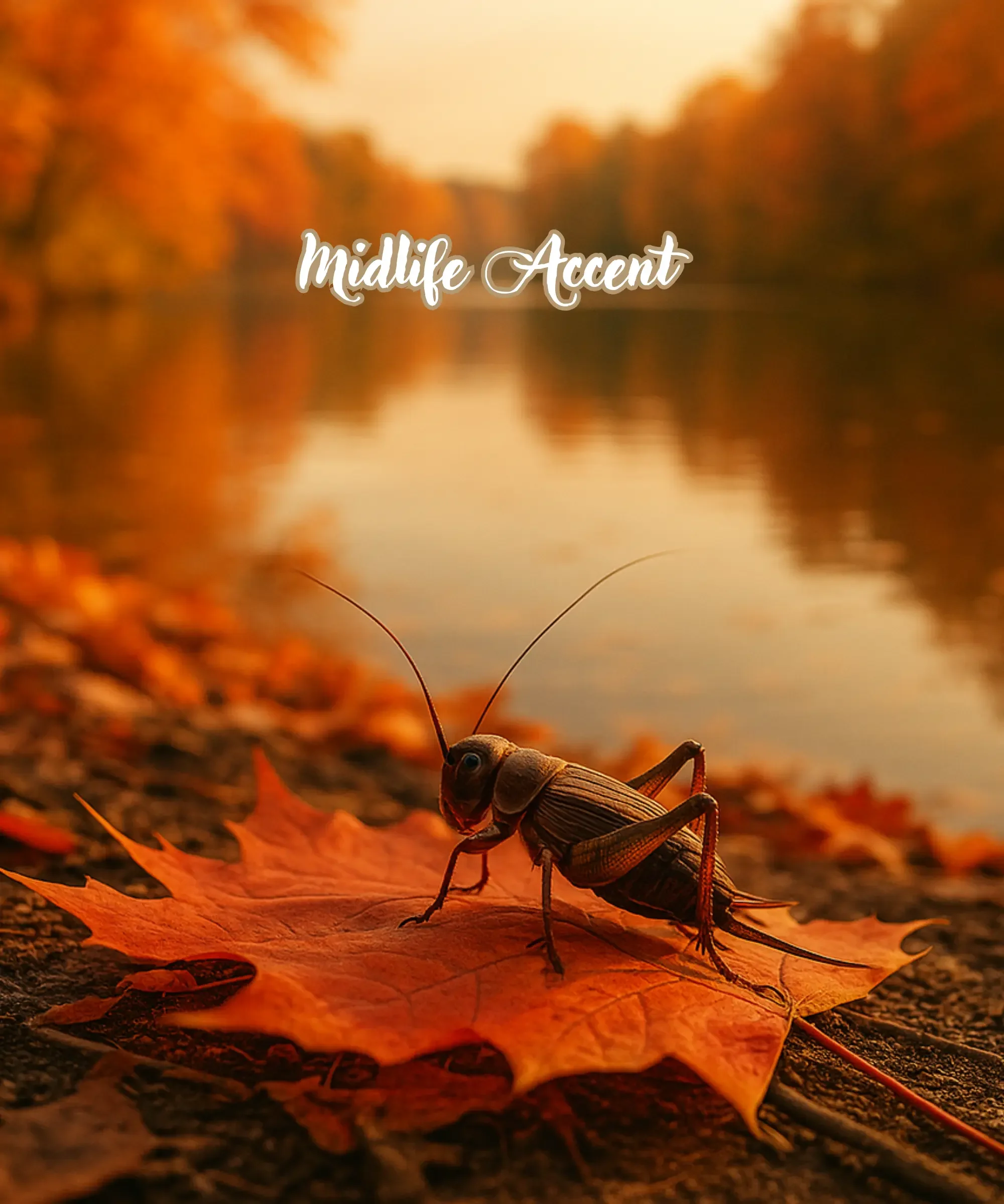 The Sound of Fall -  Daytime Crickets 
