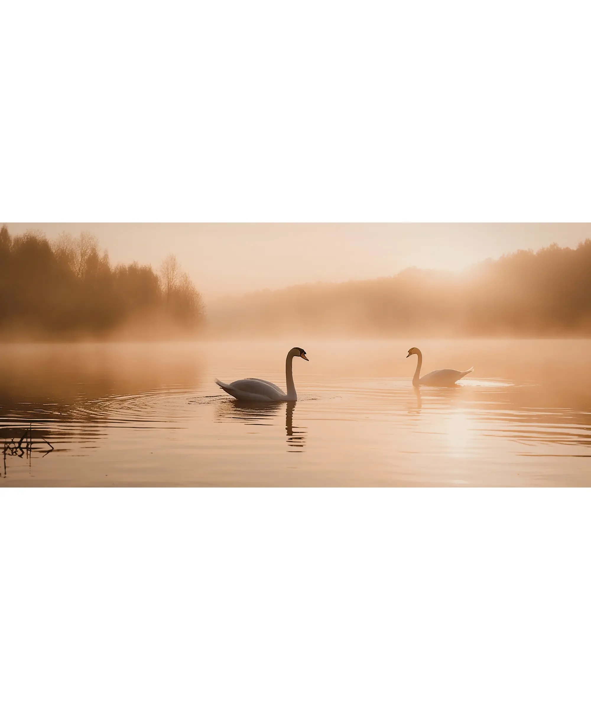 Two swans swimming on a misty lake at sunrise.