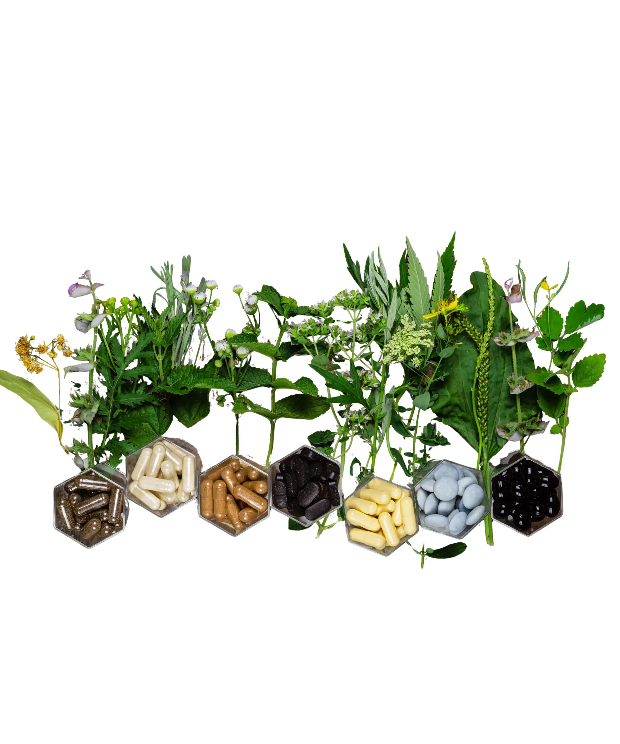 Assorted herbal plants displayed behind glass containers filled with different supplement capsules and tablets, illustrating natural ingredients and supplement quality.