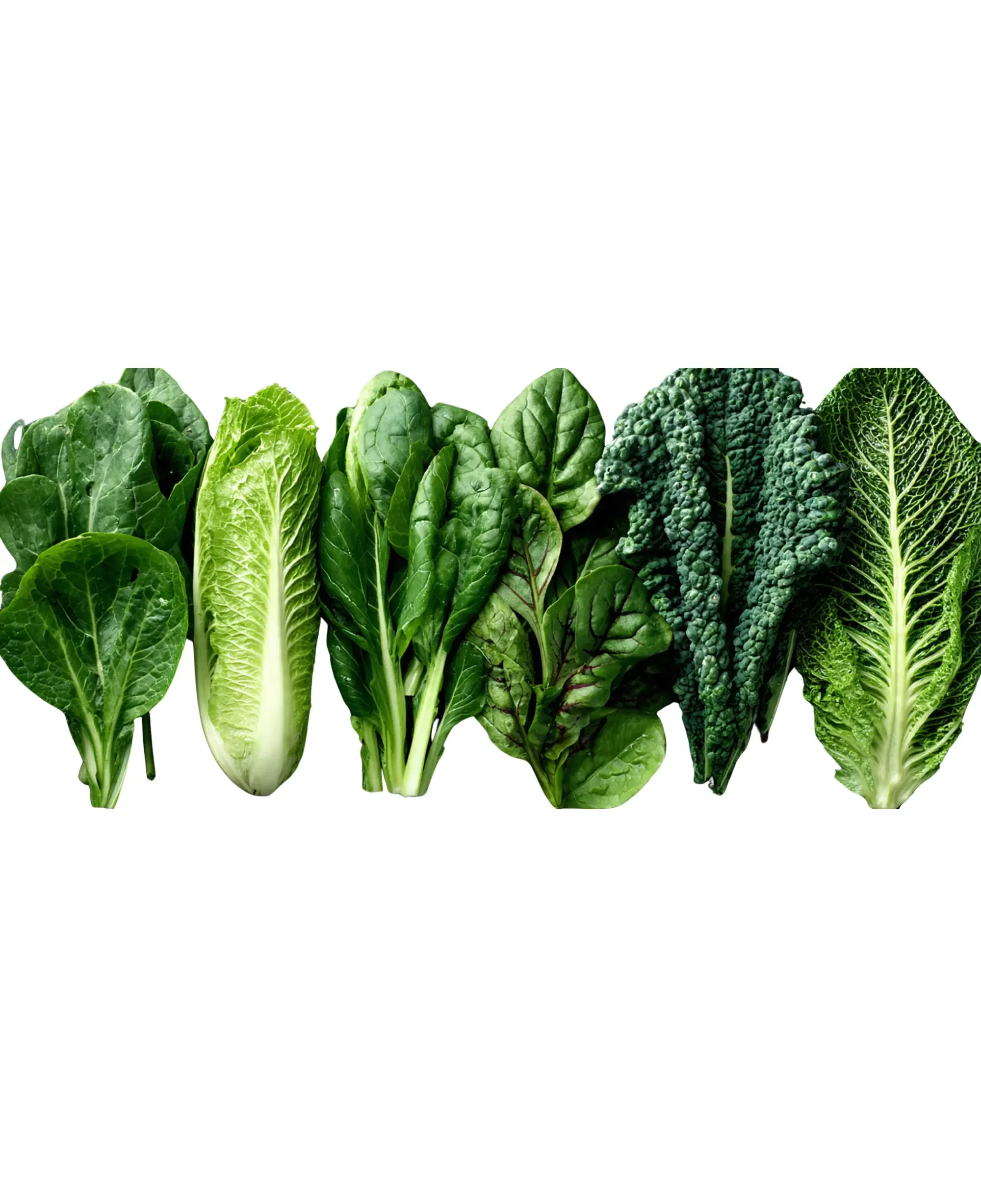 Variety of leafy green vegetables including spinach, romaine, kale and chard on white background, healthy eating and nutrient-rich greens concept