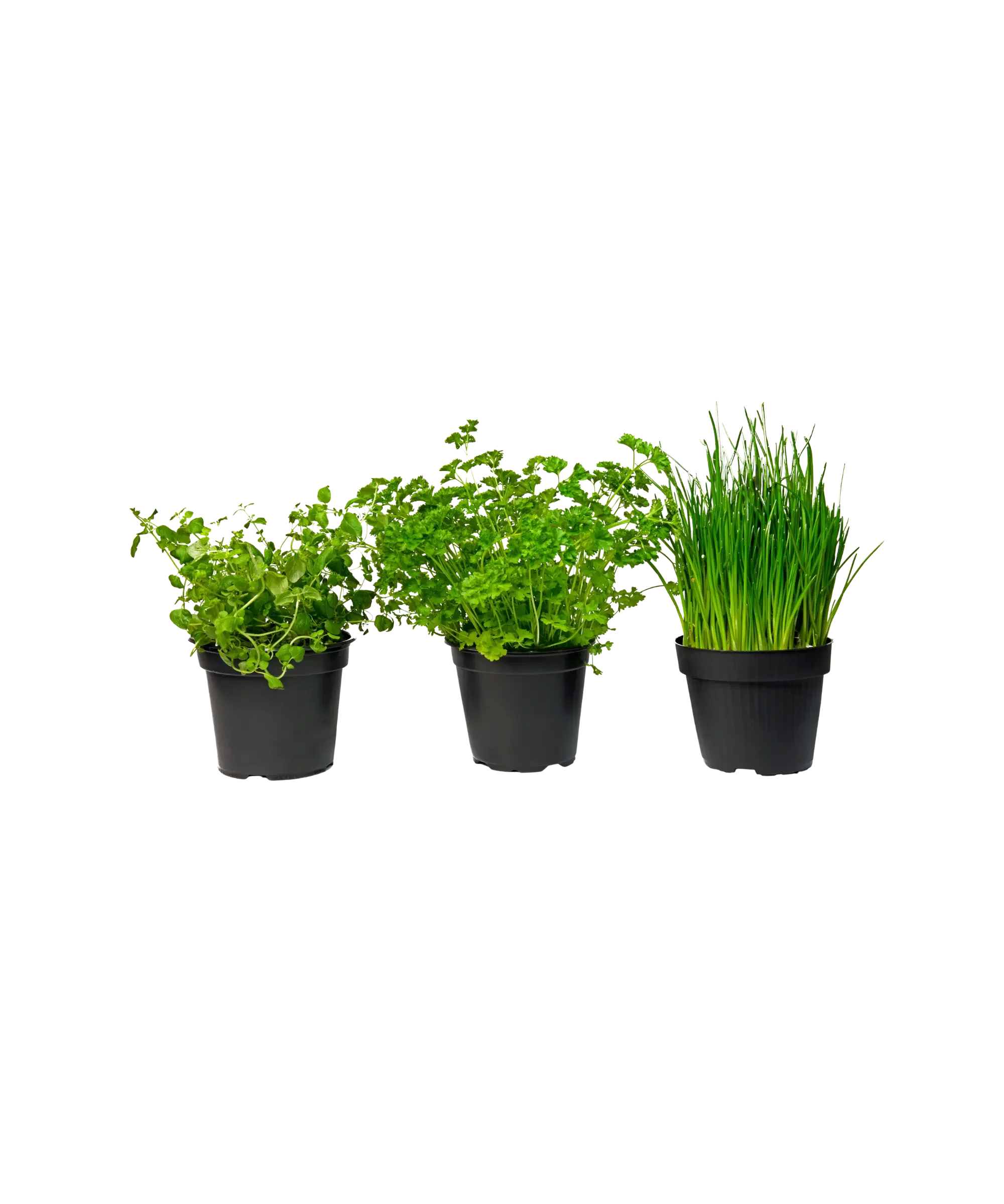Three fresh herb plants in black pots—likely oregano, parsley, and chives—isolated on a dark background, ideal for home gardening, cooking, and growing fresh herbs indoors