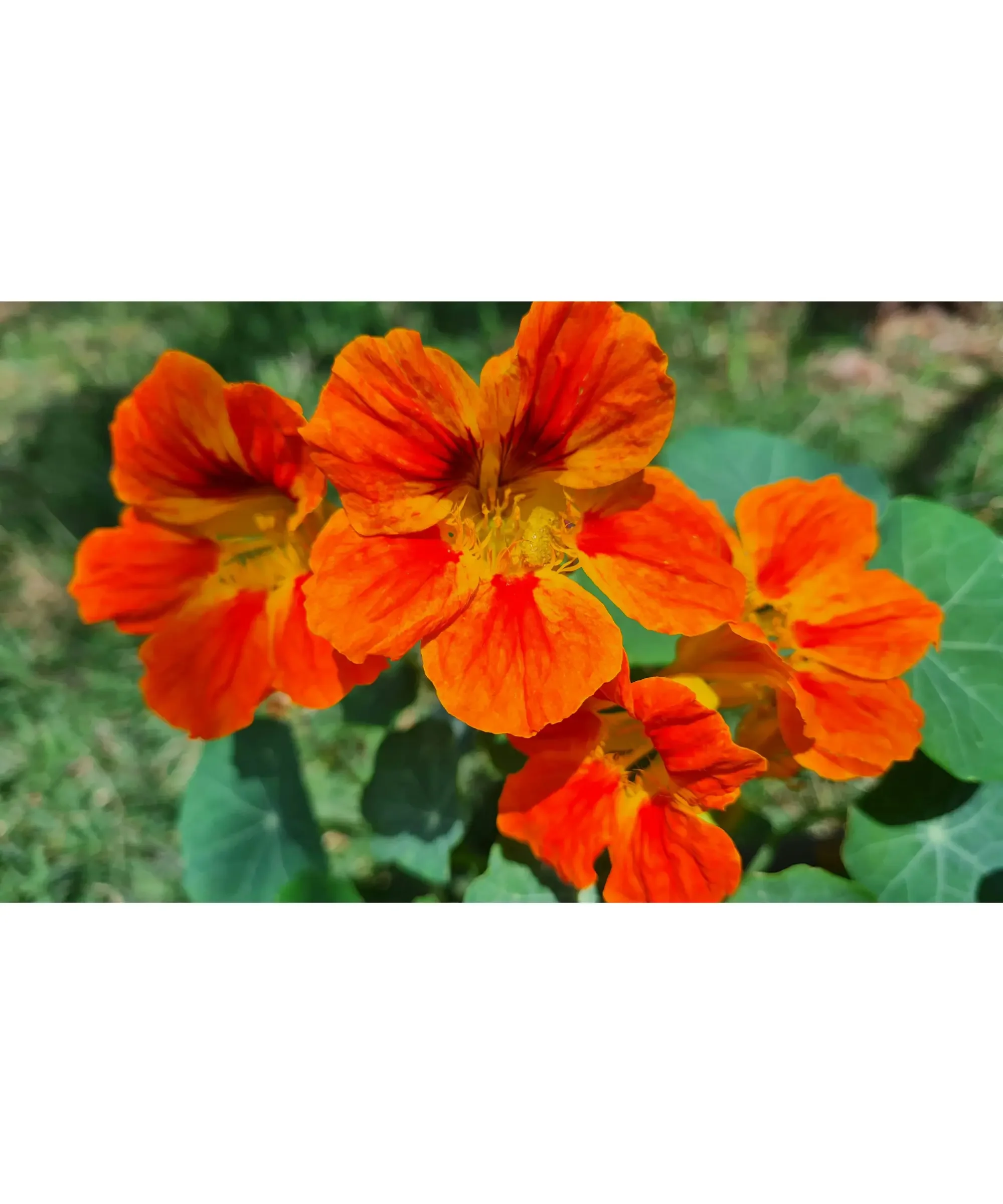 Bright orange nasturtium flowers in full bloom with delicate petals and green round leaves—edible garden flowers often used in salads, companion planting, and vibrant backyard gardens