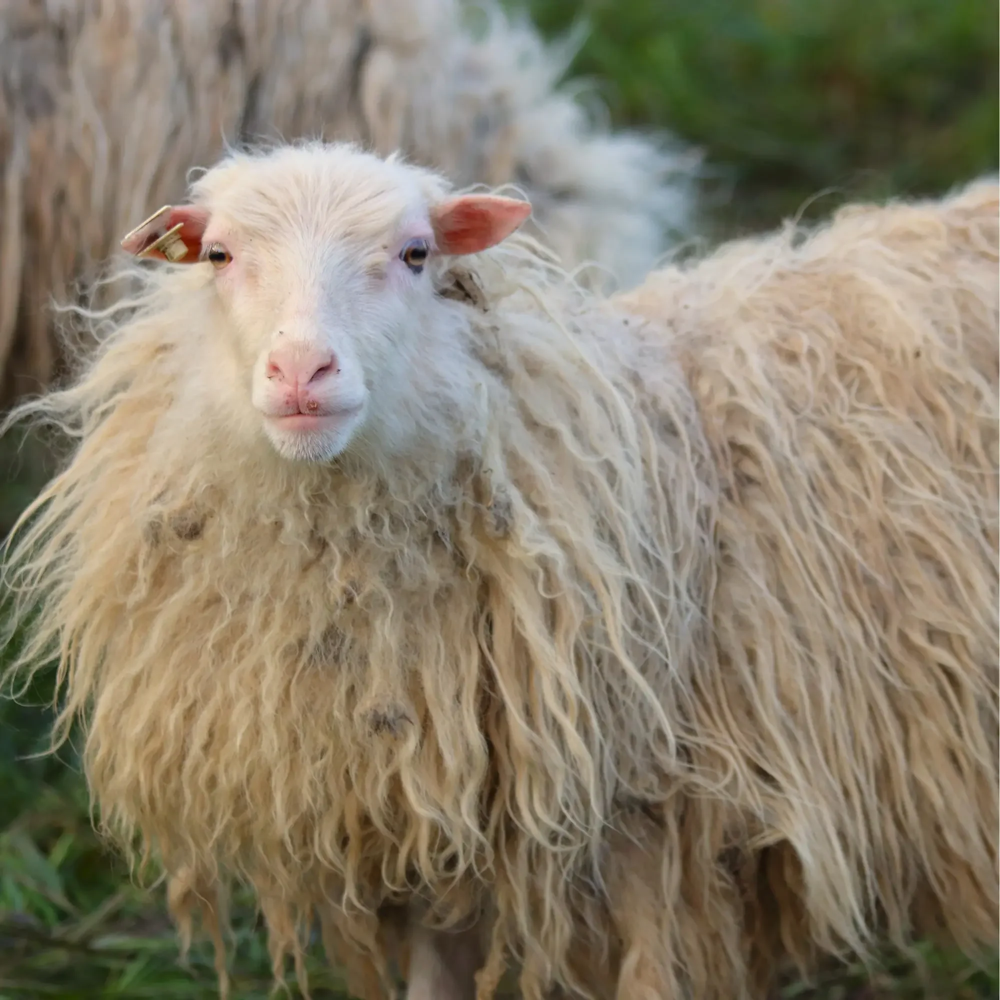 Close-up of a woolly sheep with long, curly cream-colored fleece standing outdoors on grass, natural texture and soft rural winter aesthetic.