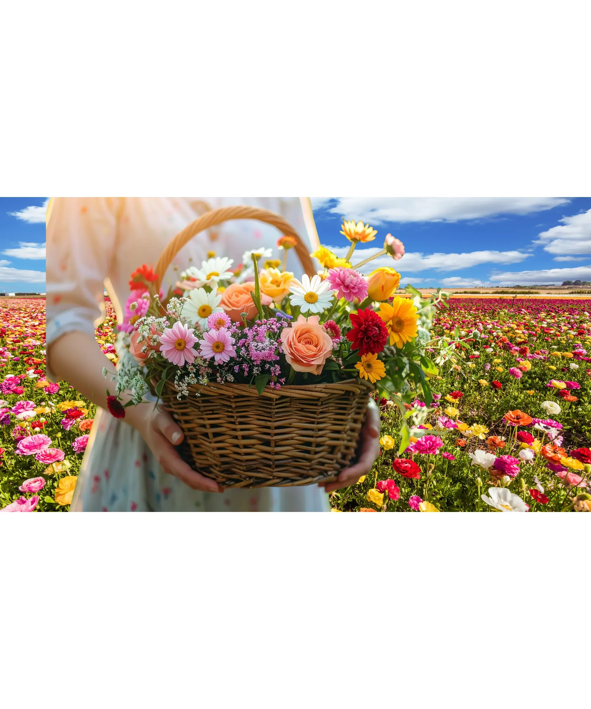 Person holding a wicker basket filled with colorful fresh flowers in a blooming field under a bright blue sky.